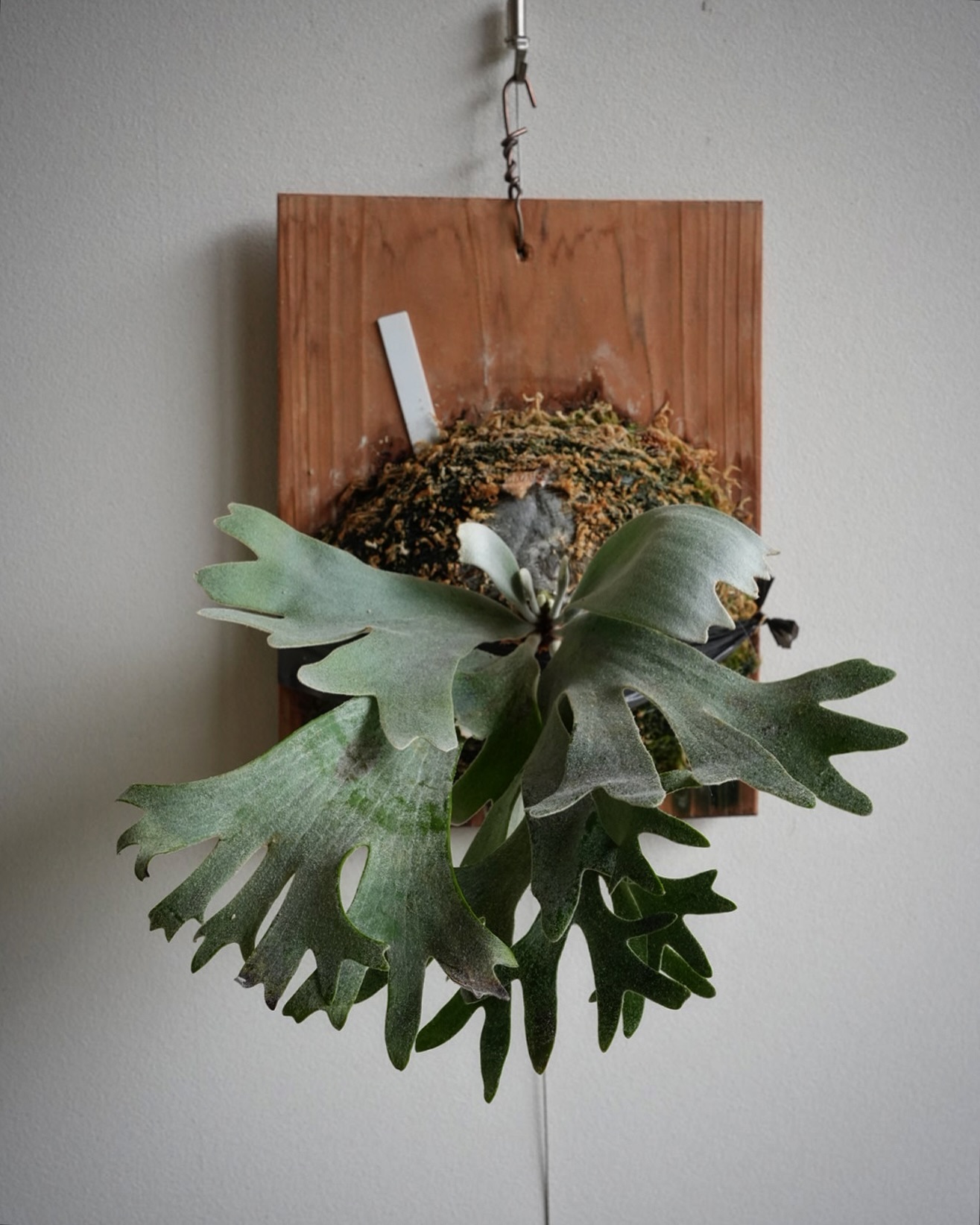 P.celso tatsuta 首折れして目玉の親父状態から約8ヶ月。 成長点は大人、根っこは子供！