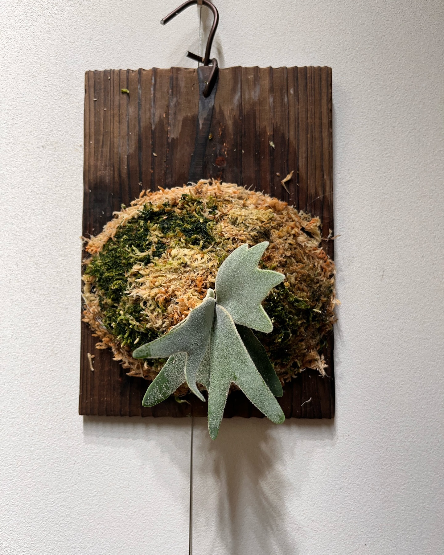 P.willinckii vanorn 板根到達苔増施肥 マグァンプ コンポスト 白形ビカク？