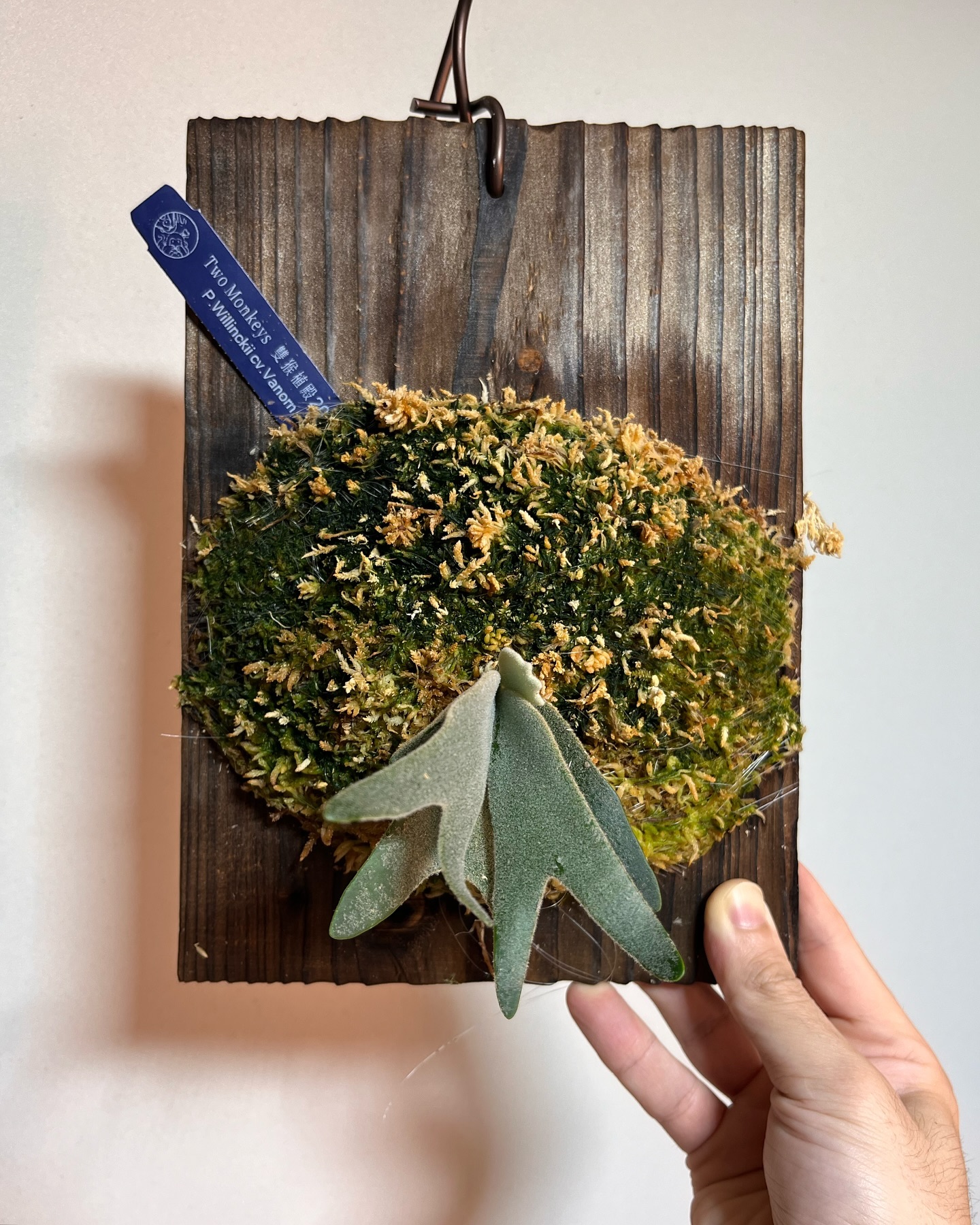 P.willinckii vanorn 可愛いお手手が生えて来ました。 こいつの最終形はどんなのだろ