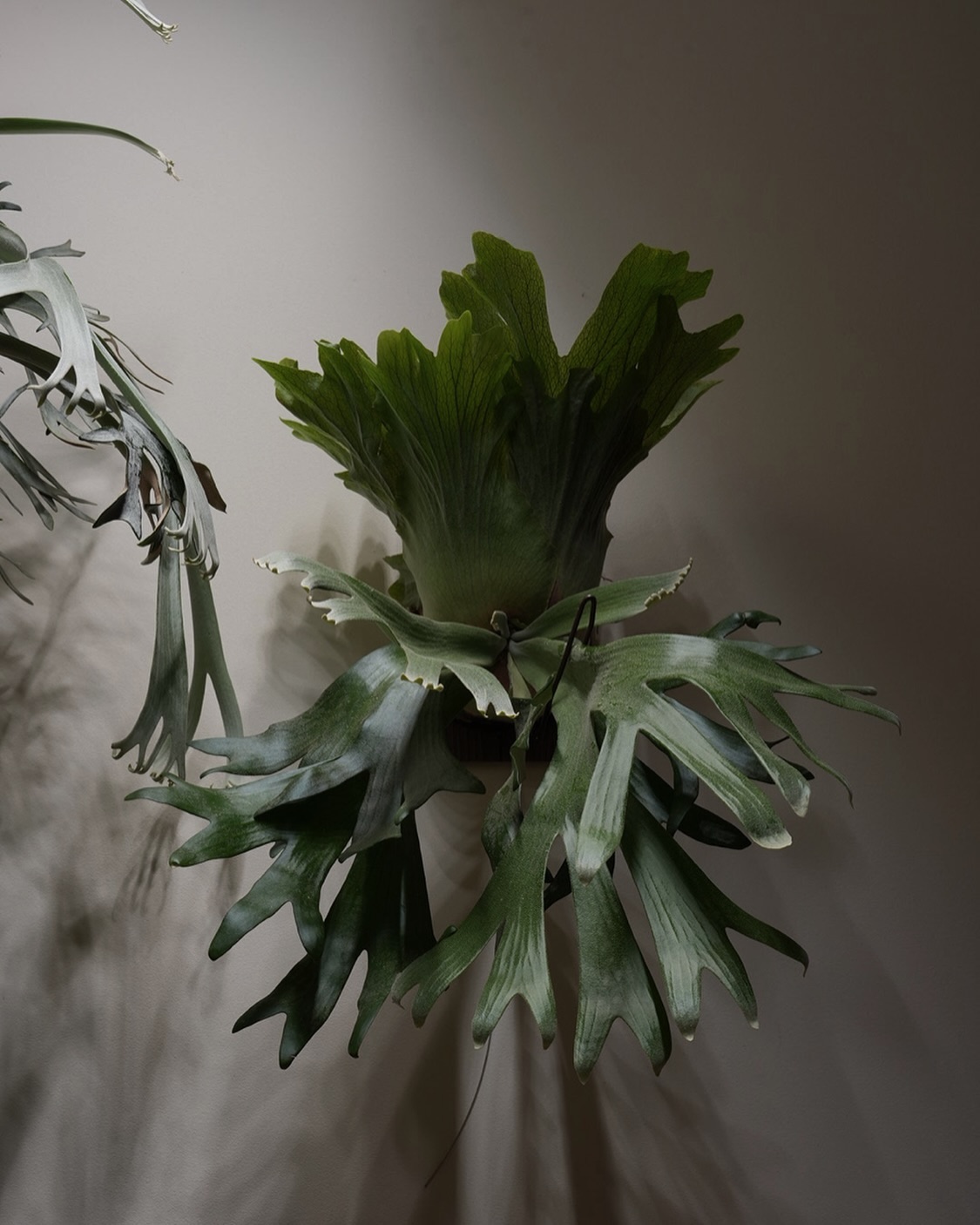 P.willinckii wallichii なかなか良いプロポーション。