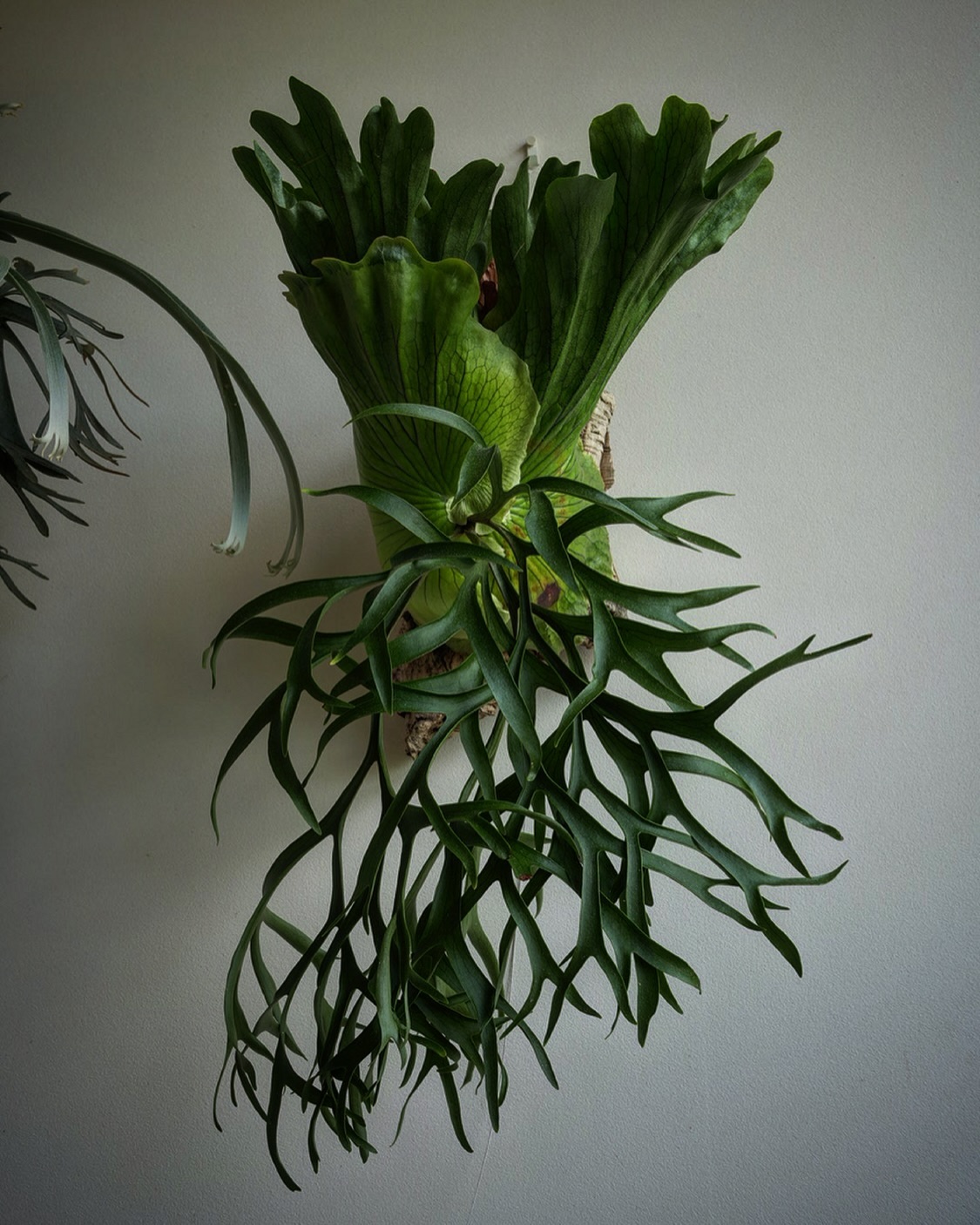 P.coronarium waiwai from @vandaka_plants 次の胞子葉はすごい