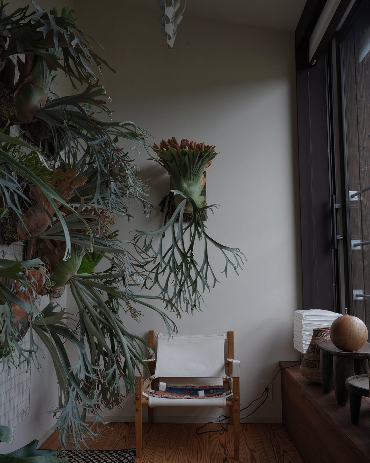 P.willinckii smurf from @katsu_hibino いつも変わり映えしない写