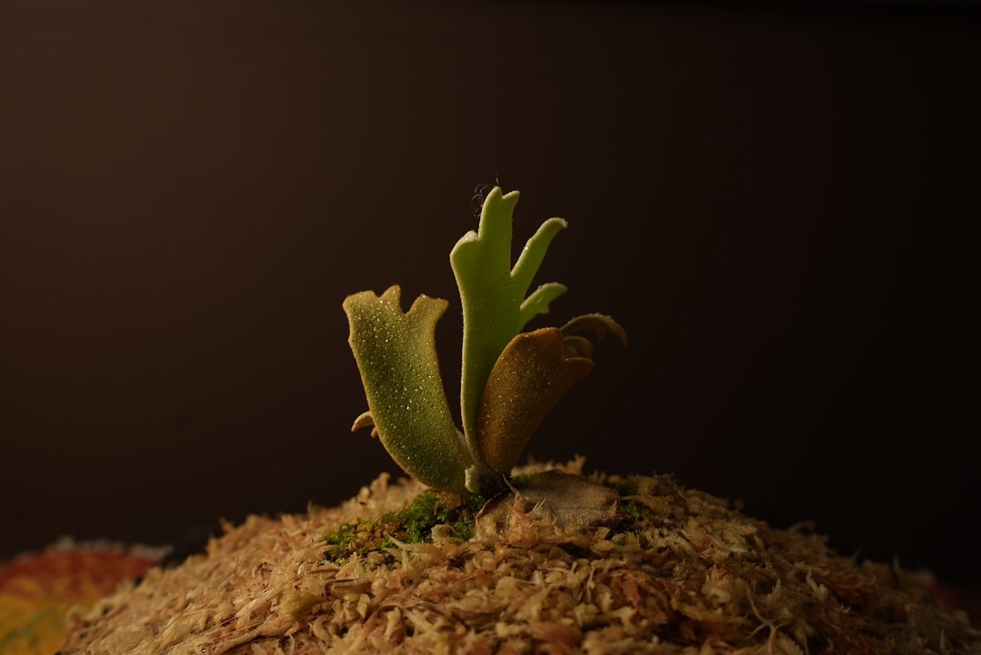 P.willinckii ‘Jenny’ from @bikakumafia ちょっと買ってみました