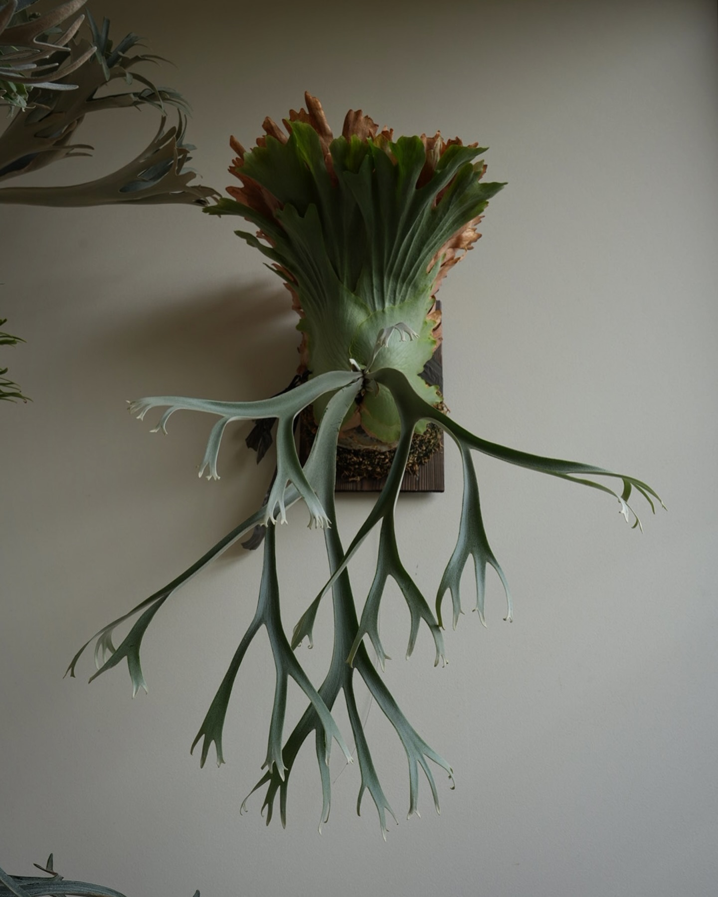 P.willinckii smurf from @katsu_hibino 2枚目がちょうど一年前の