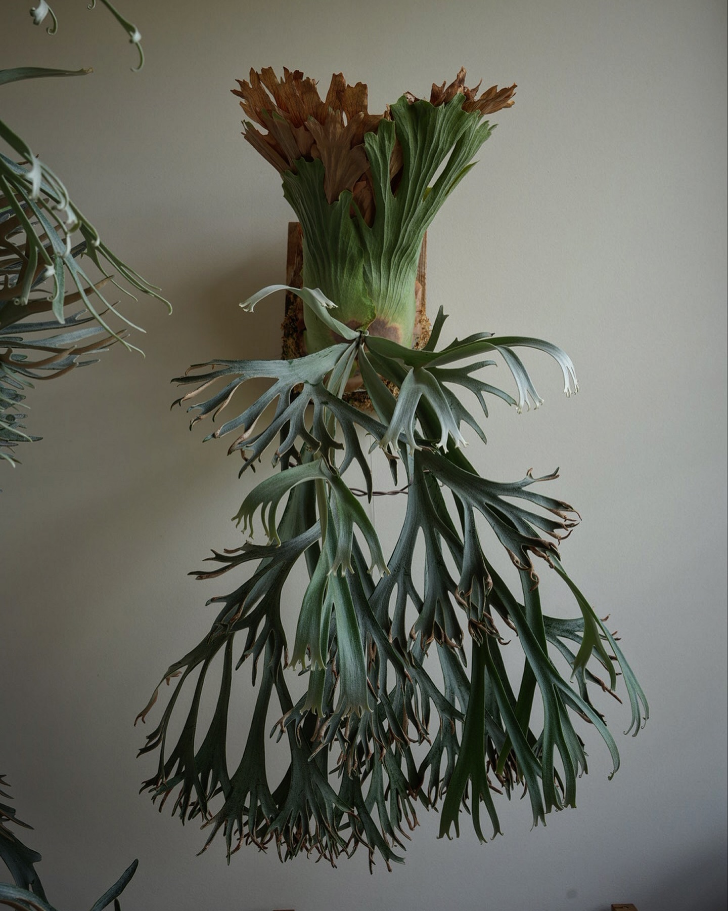 P.willinckii 月光爪哇 from @comolebi_plants 今年はちょっと作落ち