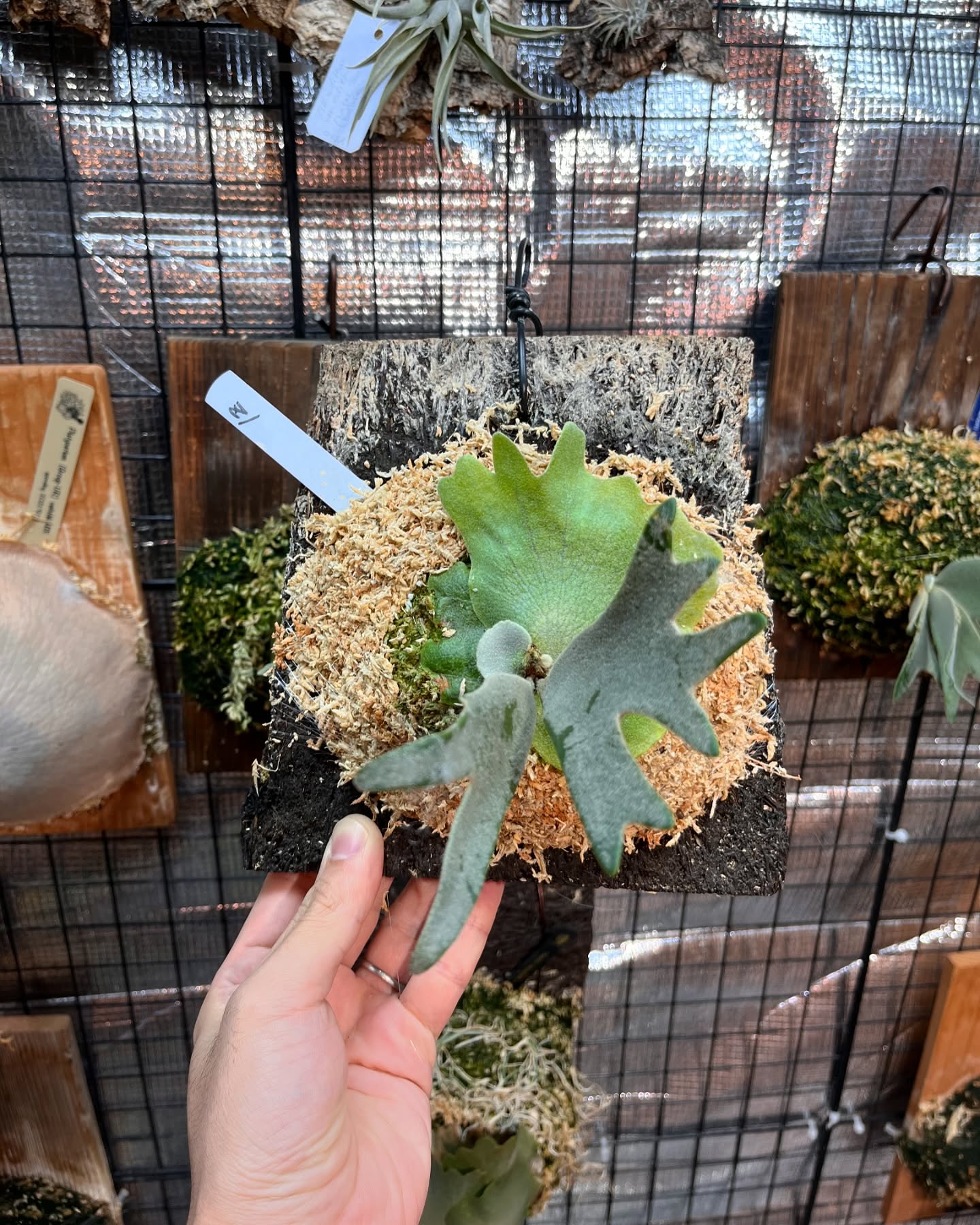 P.willinckii 伊弉諾 ヘゴへ板替え、苔増し。 マグァンプ少々。