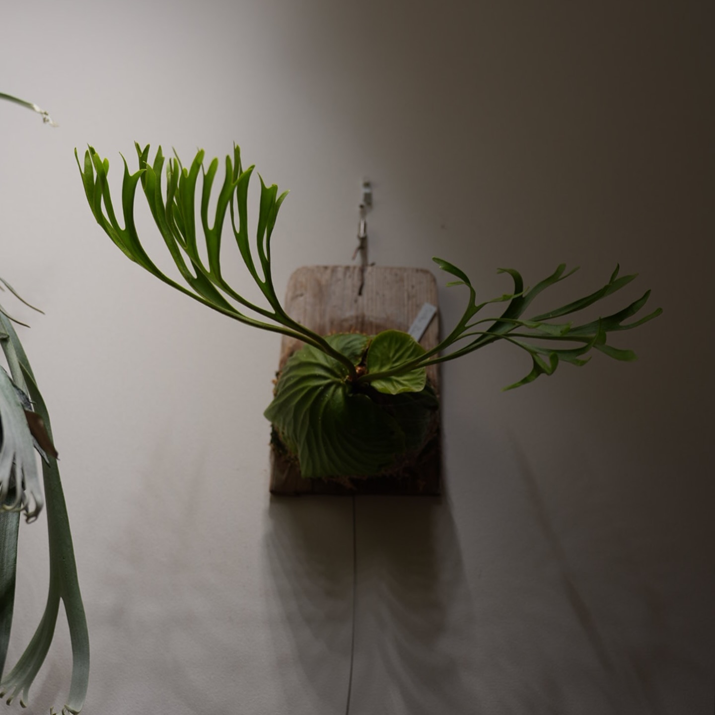 Platycerium ridleyi pakarang from @katsu_hibino 思い