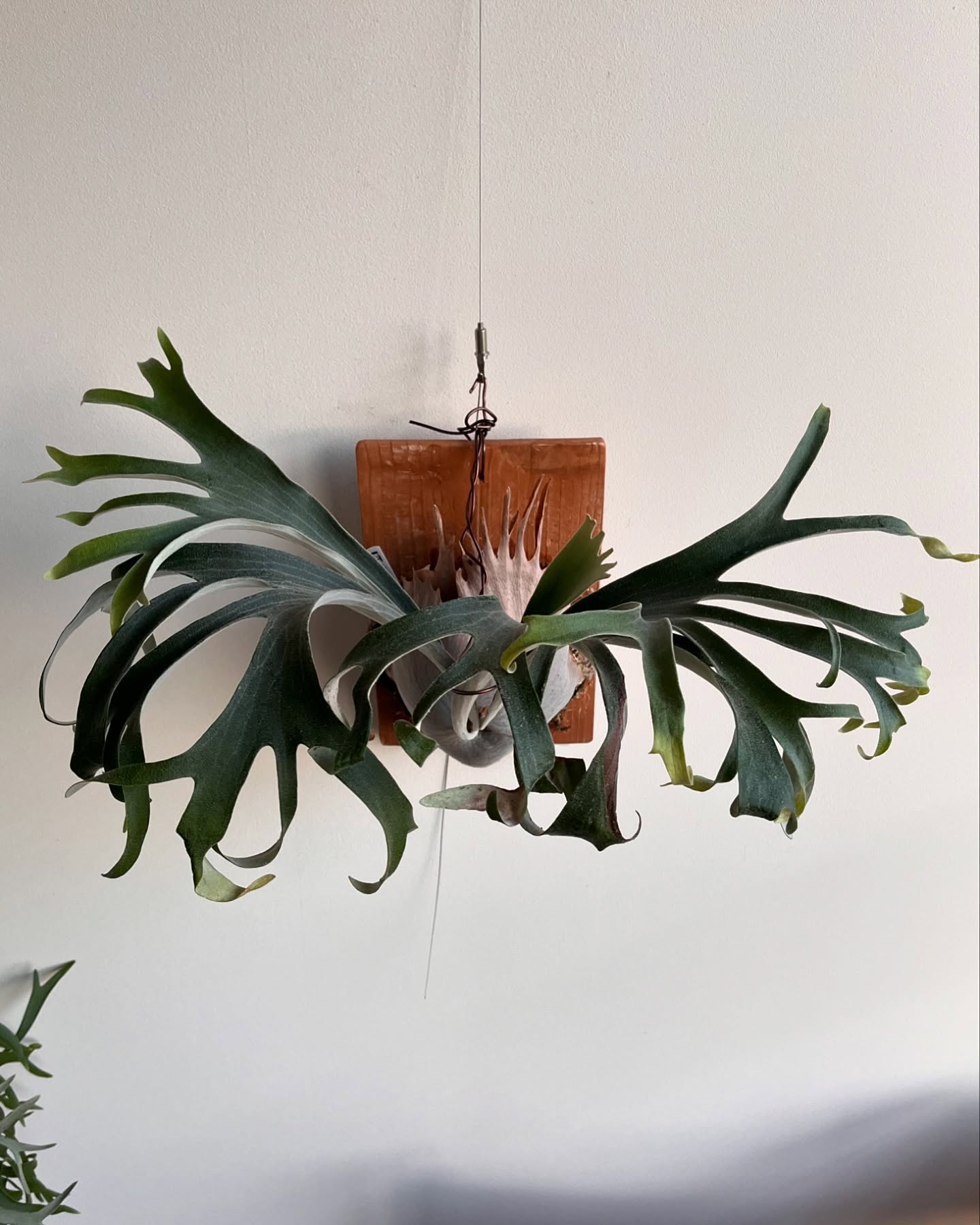 P.veitchii auburn river胞子培養＃1の写真