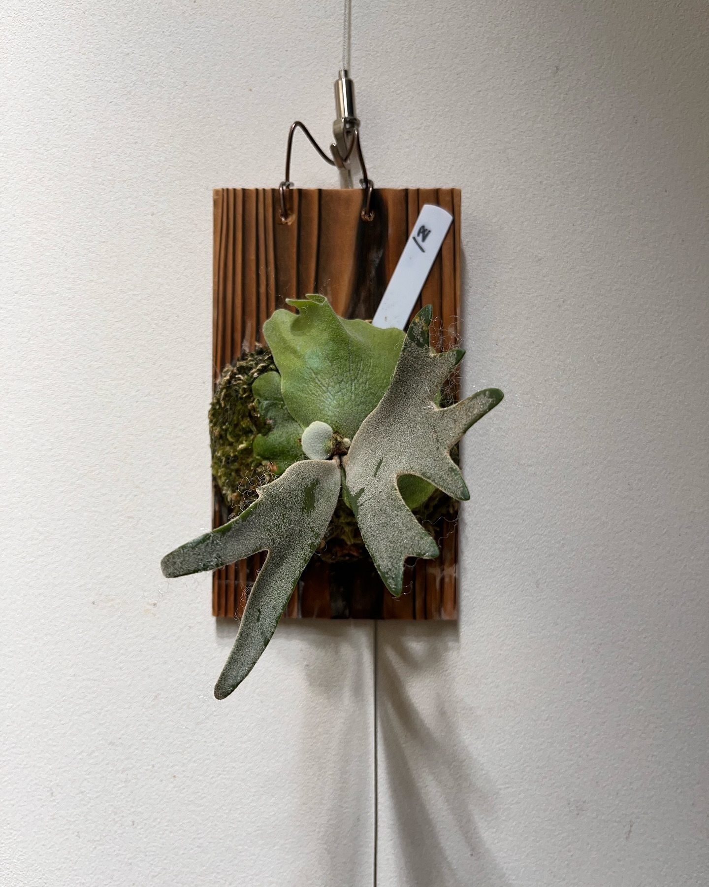 P.willinckii 伊弉諾 from @big_bell.plants_aqua 私が尊敬する