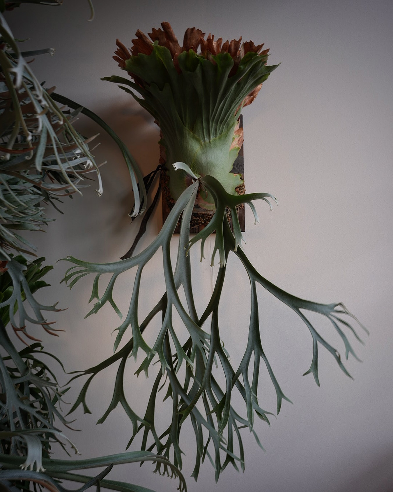 P.willinckii smurf from @katsu_hibino 流麗でごわす