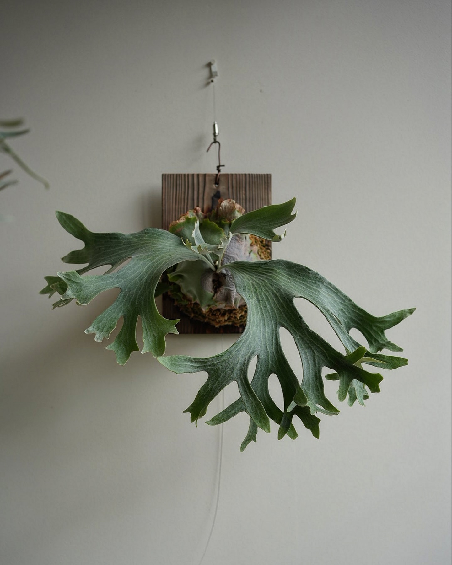 P.Ginka from @botanyvalley いい！ エンデミカで初めて見た親株の衝撃を思い