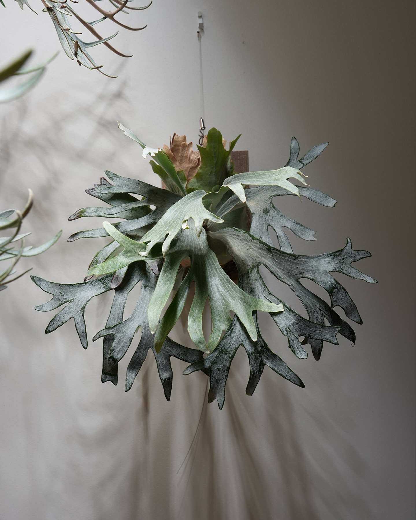 P.sp HK sporeling 【Majus mix 】 撮っててちょっと興奮した。