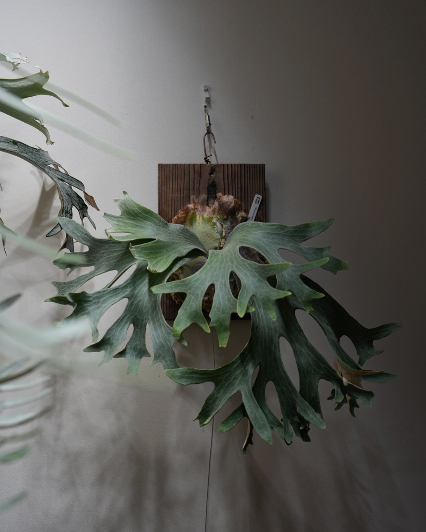 P.Ginka from @botanyvalley みんなギンカを買ったほうがいいですよ？