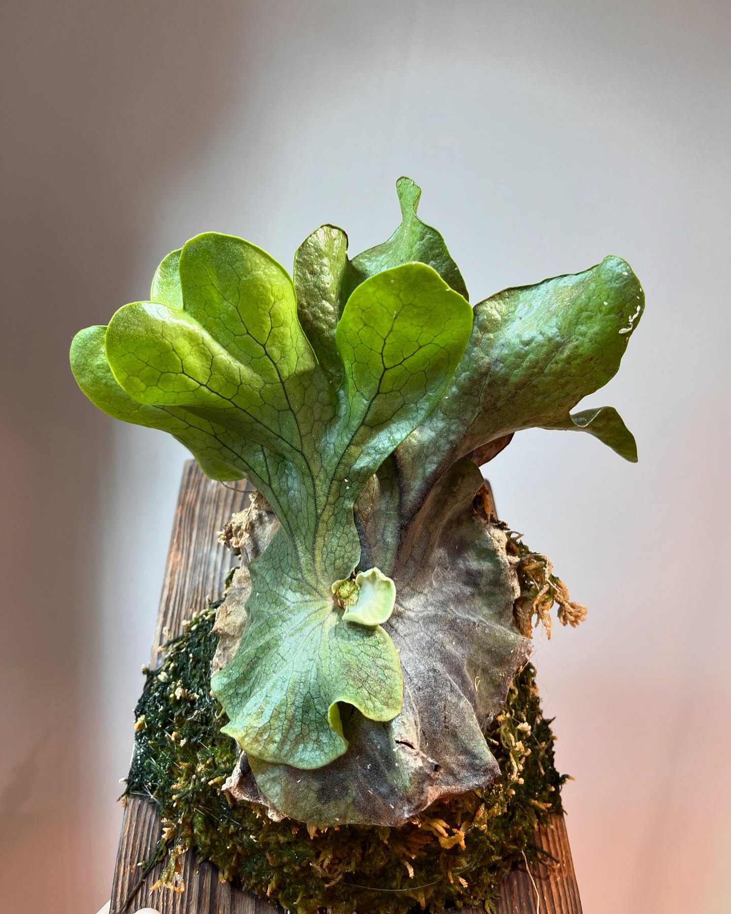P.superbum dwarf sporeling ビカクシダ界のチンゲンサイことスパドワちゃんで