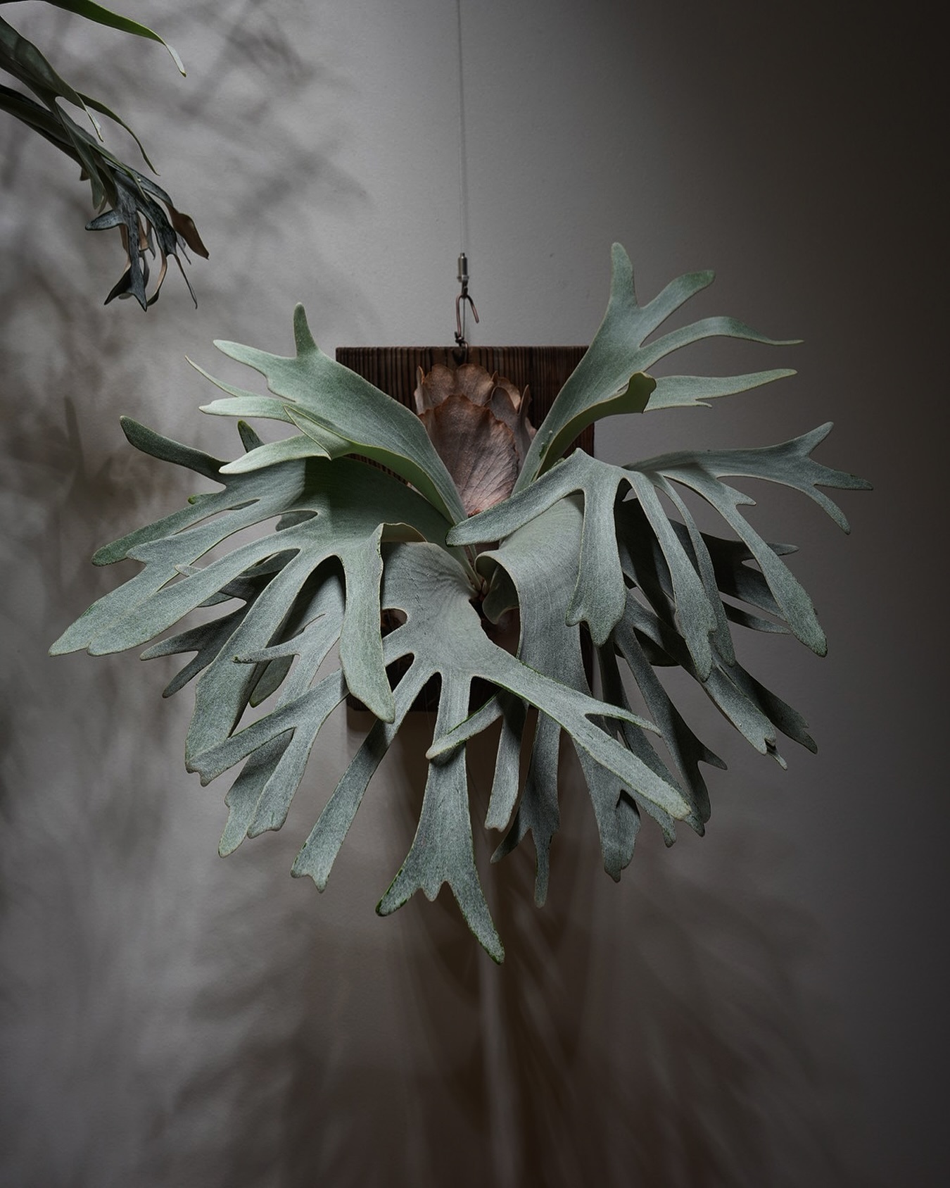 P.White gizmo @take_saturn さんの紙ビカクみたいだな