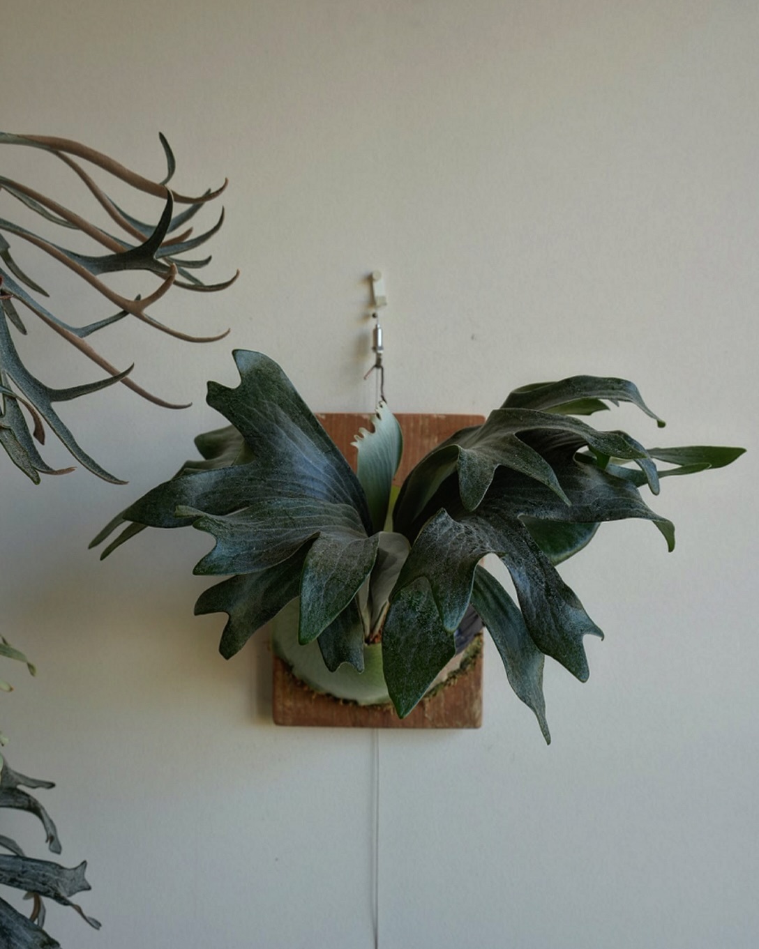 P.hillii has この株はその昔、今や全国を飛び回る三重糜会の現会長であられる @zutto