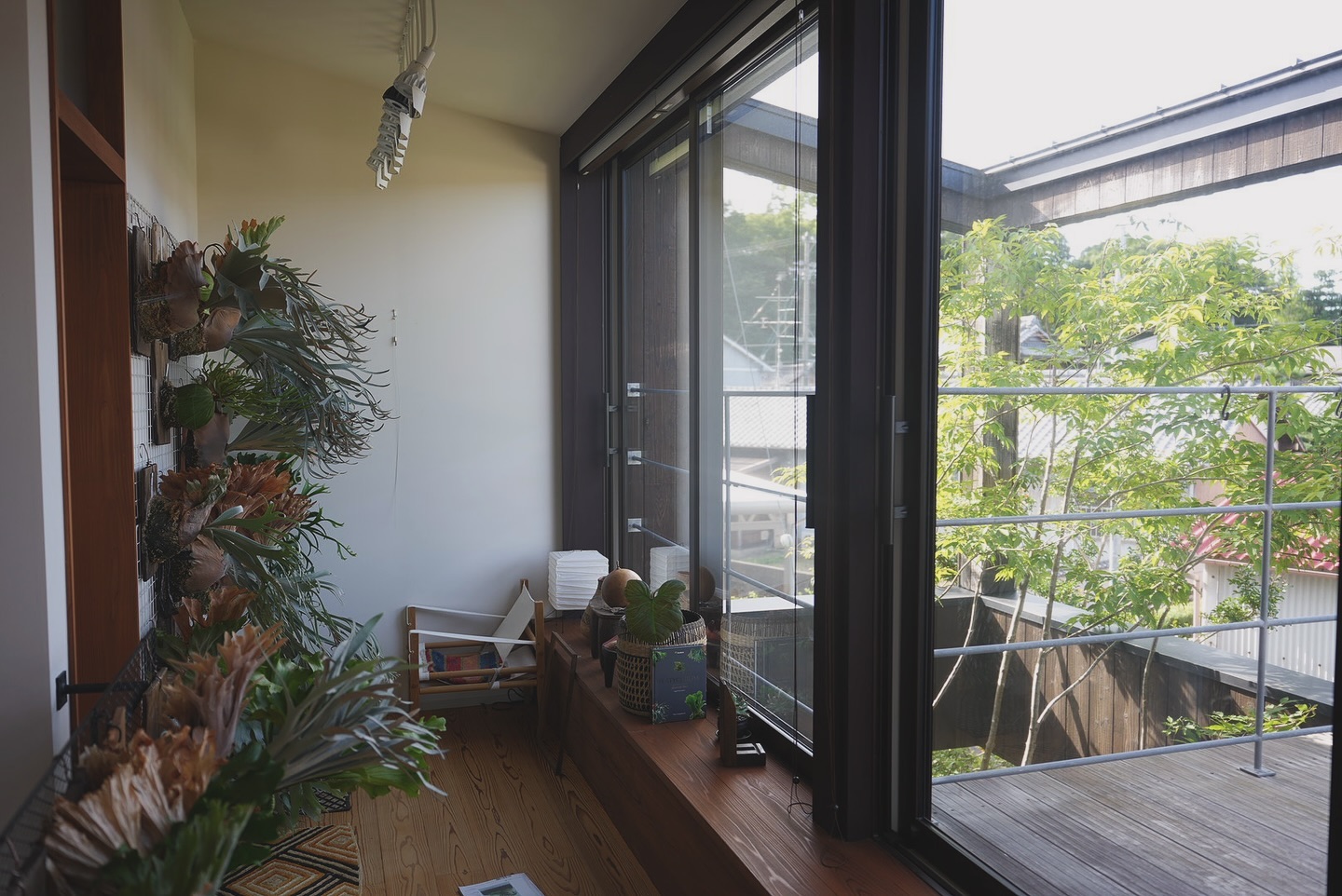 窓際のビカクシダ