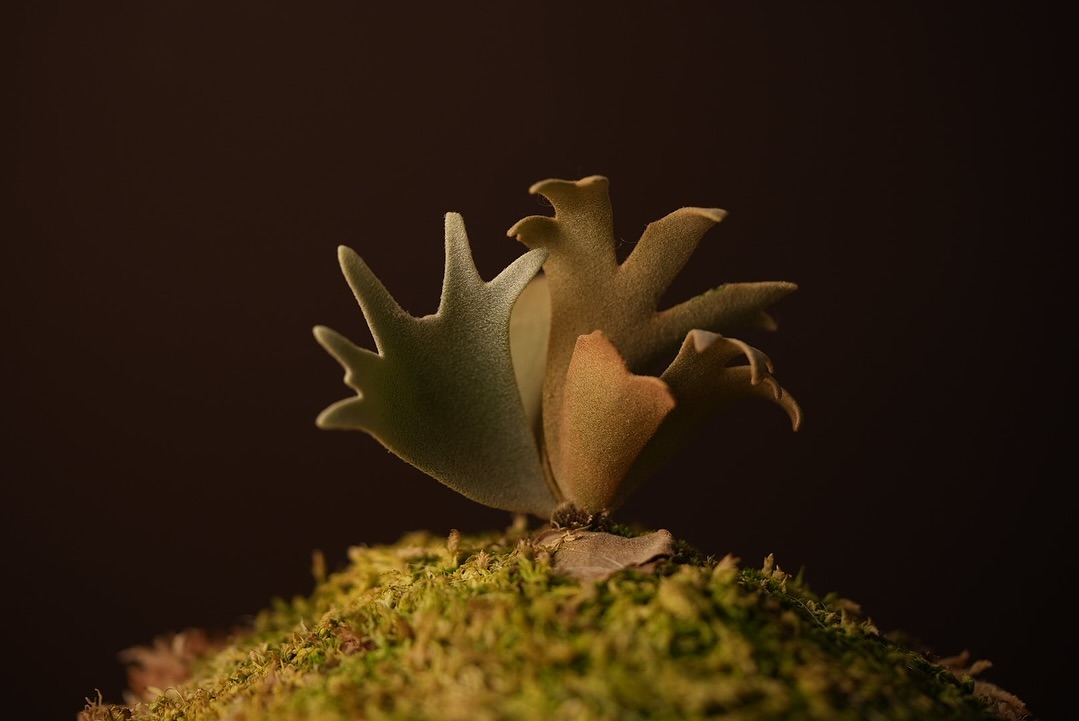 P.willinckii ‘Jenny’ from @bikakumafia 1枚目7月19日 2枚