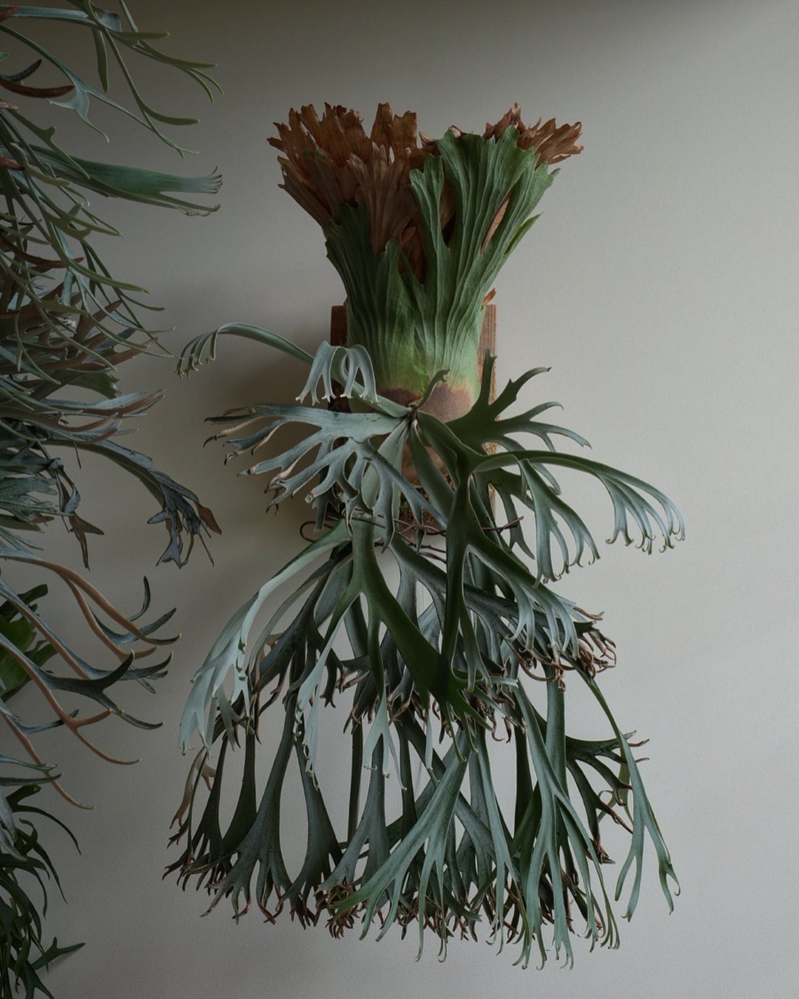 P.willinckii 月光爪哇 from @comolebi_plants 果たして親を超えるこ