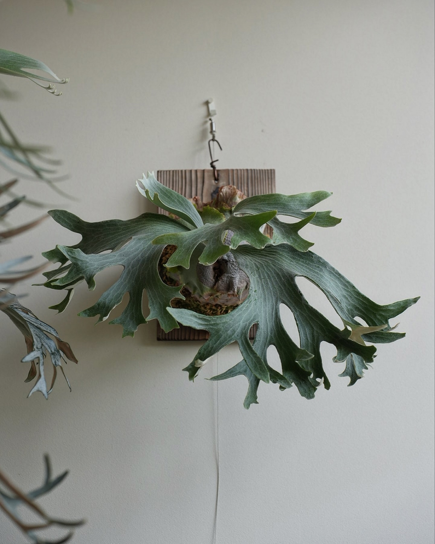 P.Ginka from @botanyvalley めっちゃいいです。