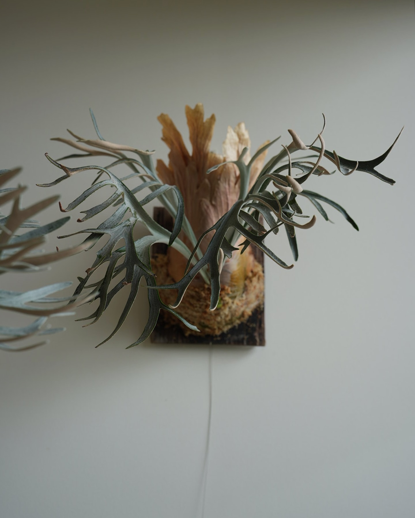 P.willinckii moonlight from @katsu_hibino イメチェンしまし