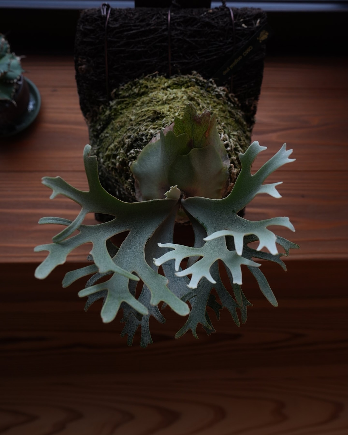 Platycerium willinckii OMG OMG←仮面ライダーの顔に見える