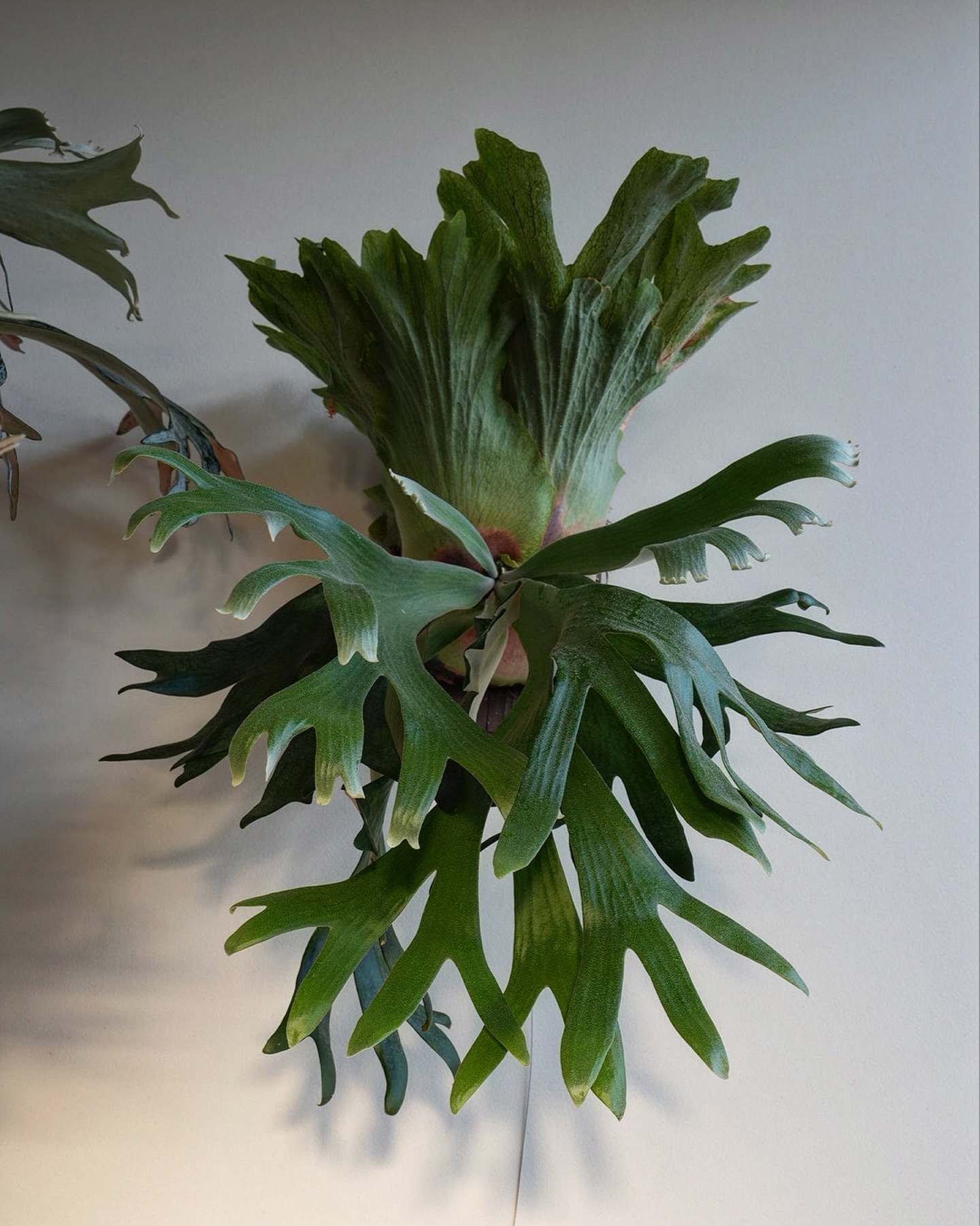 P.willinckii wallichii ビカク界の恐竜戦車。