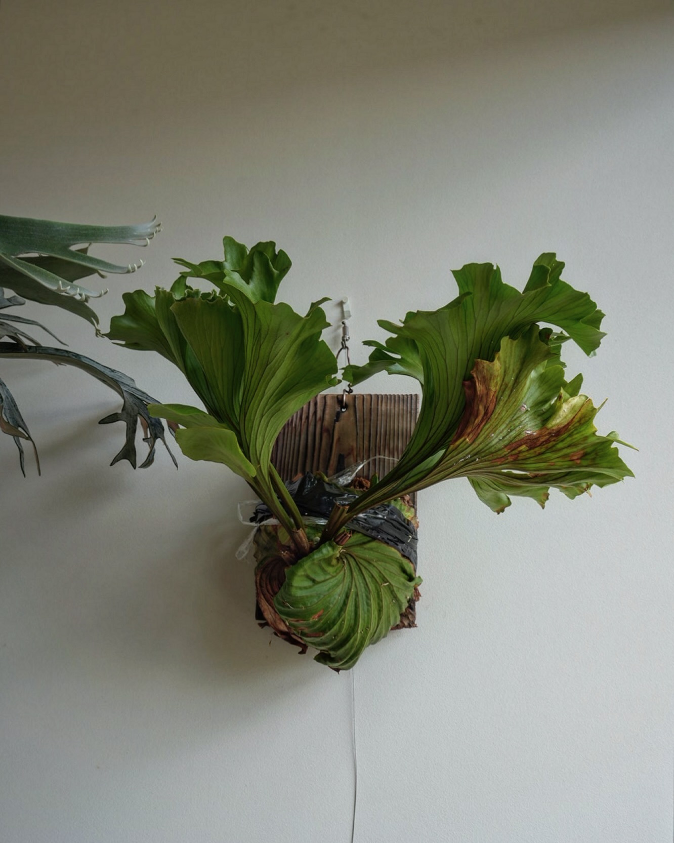 Platycerium ridleyi monkey kingの写真