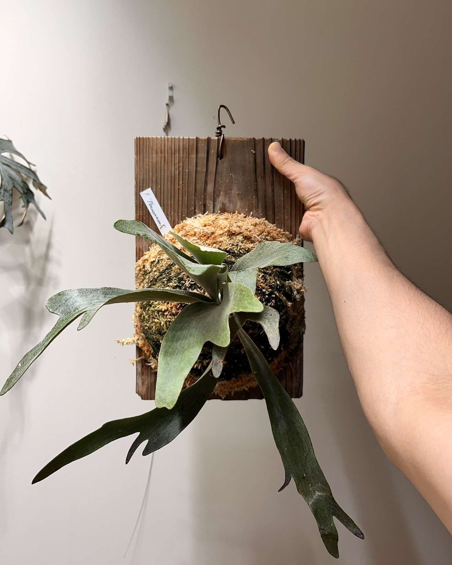 P.Phenomenal from @katsu_hibino 根が板に到達したため苔増し。 マグァ