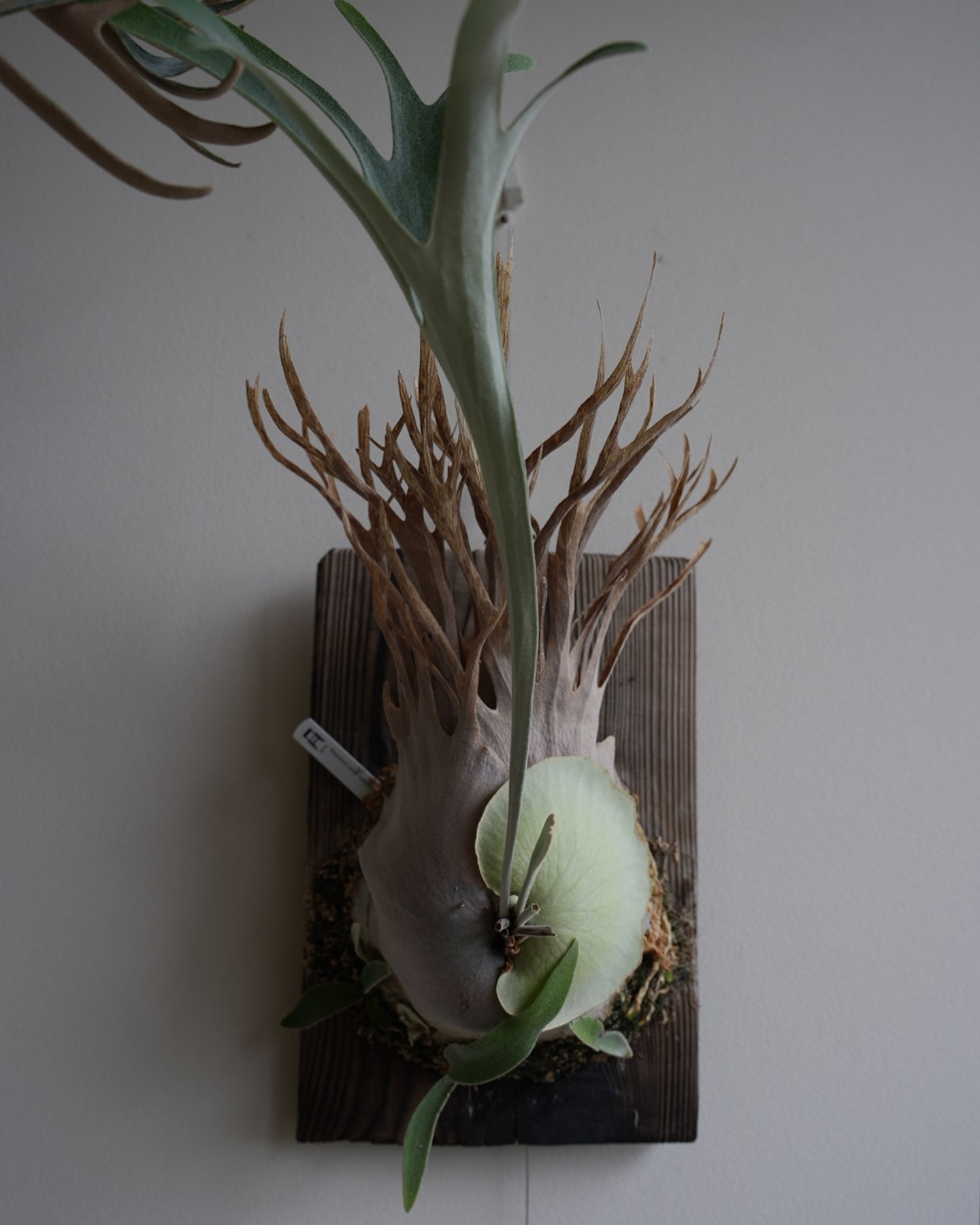 P.veitchii auburn river胞子培養＃3 実はベイチーも大好きです。 子株吹きまく