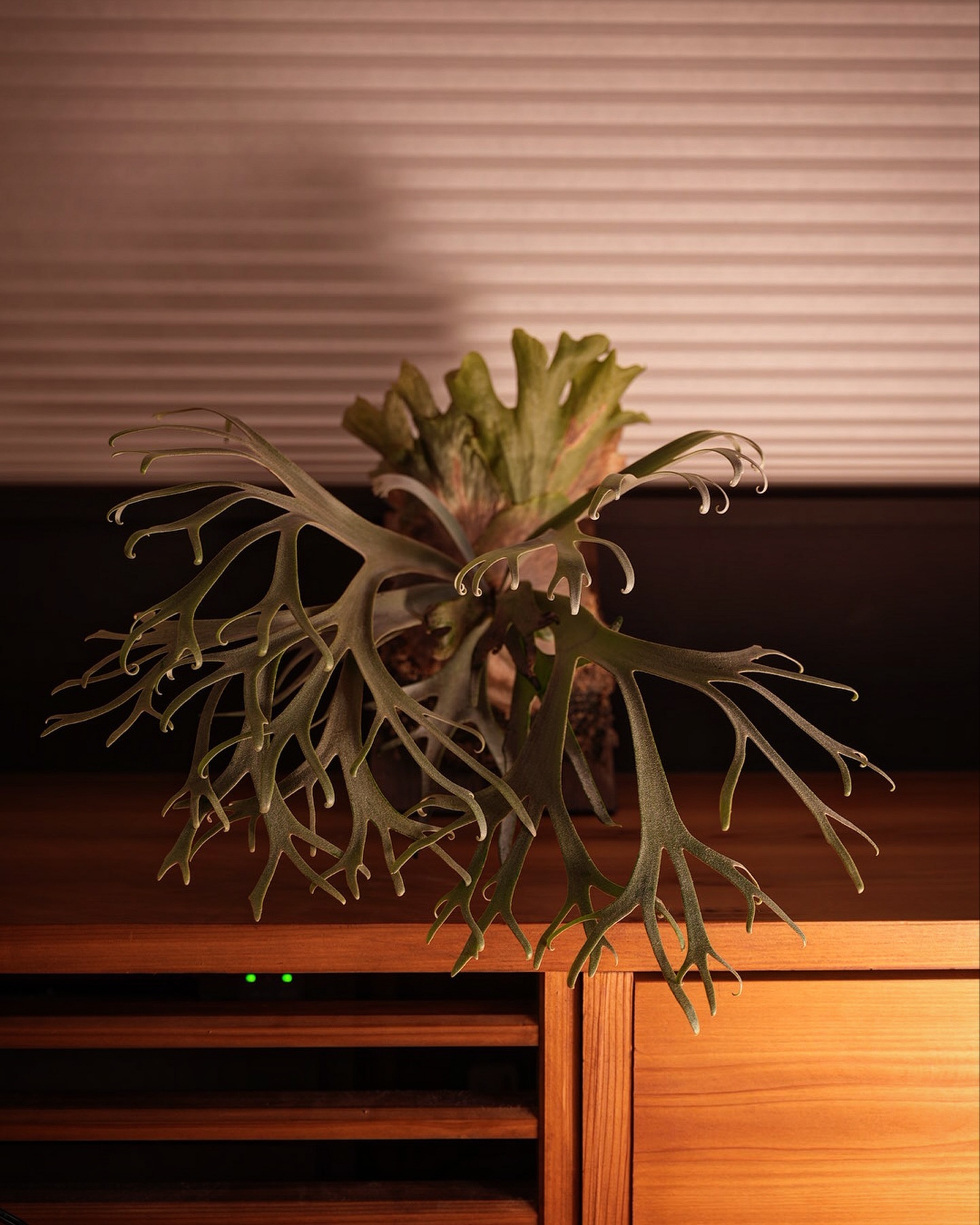 P.willinckii blue queen これは本物のピロピロかもしれん