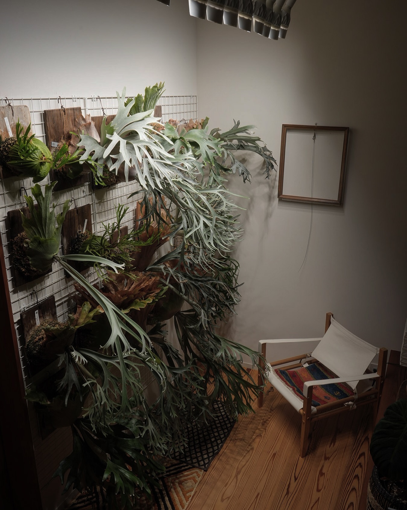 ビカクウォール - 壁にビカクシダを飾るインテリア