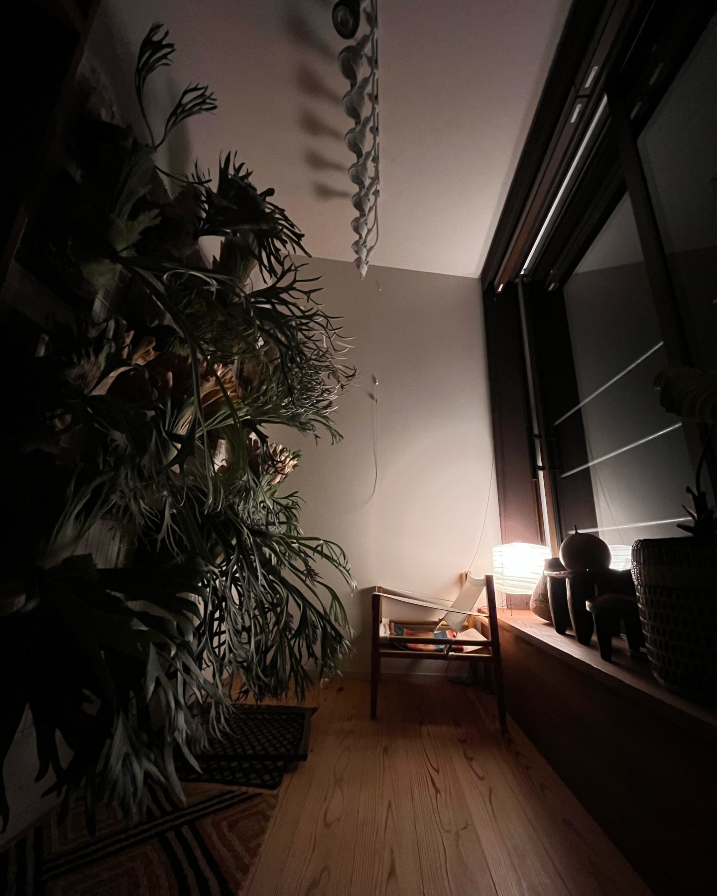 ビカクシダのある室内空間