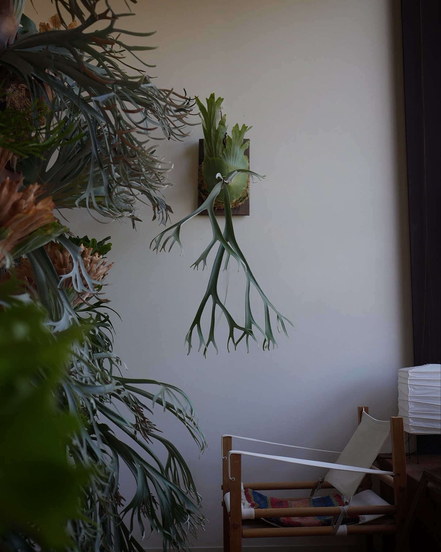 P.willinckii scissor hands from @katsu_hibino 涼しげで