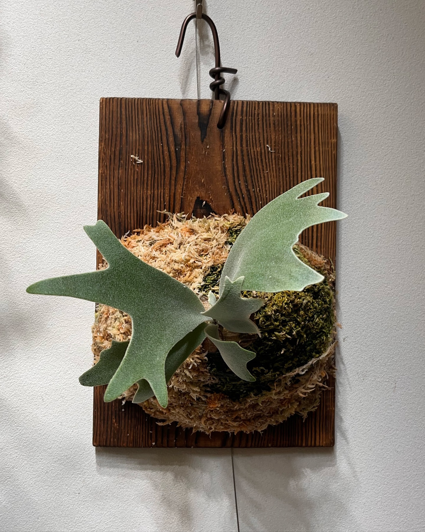 P.willinckii omega from @bikakumafia 1枚目20240720 2