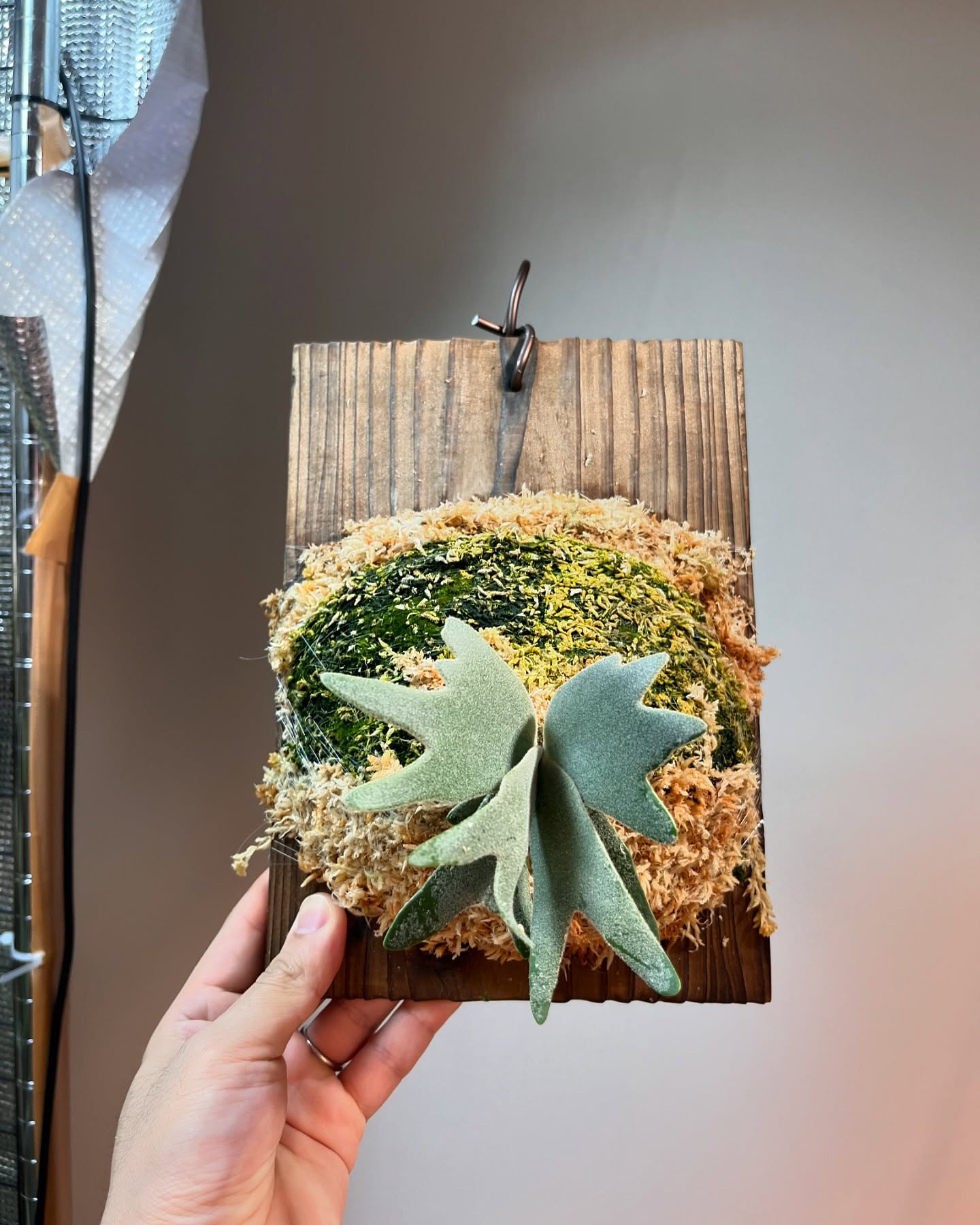 P.willinckii vanorn 根が板に到達したため苔増し。マグァンプ、コンポストを施肥。