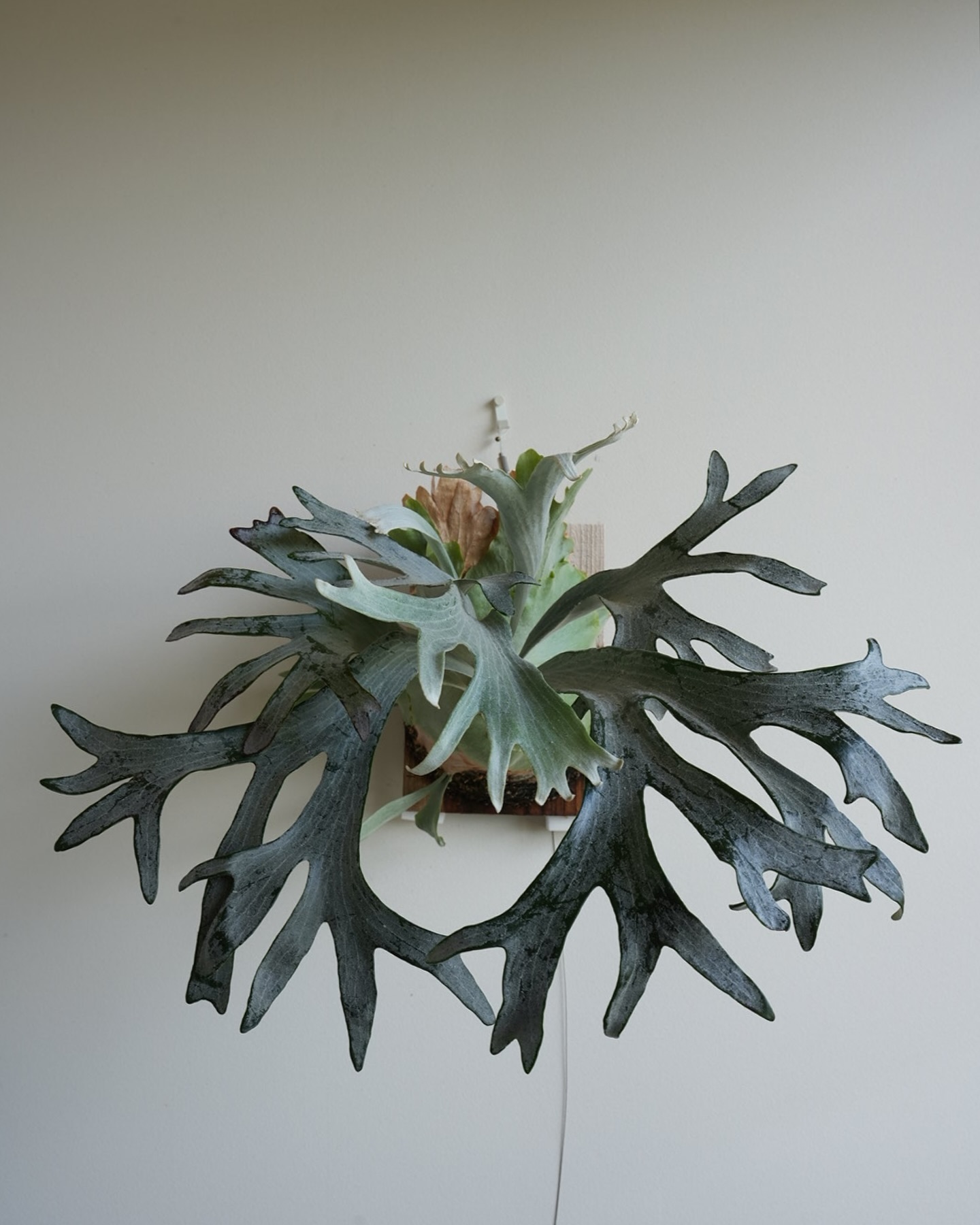 P.sp HK sporeling 【Majus mix 】 なかなかよい。