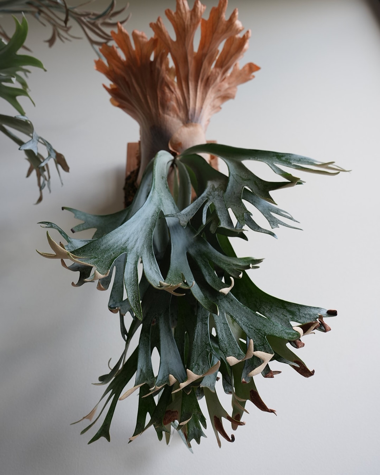 P.willinckii scofieldtatsuta spore