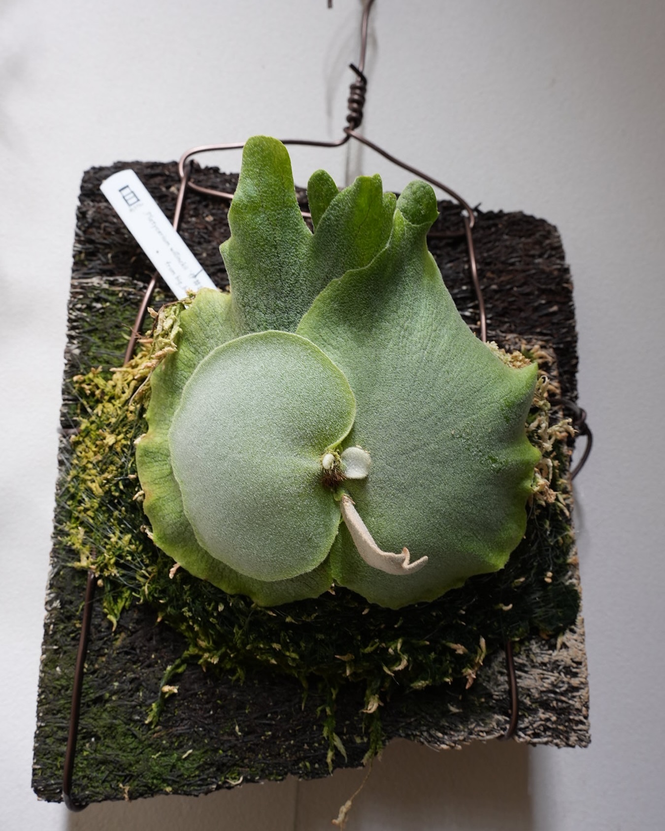 P.willinckii 伊弉諾 from @big_bell.plants_aqua 胞子葉がポロ