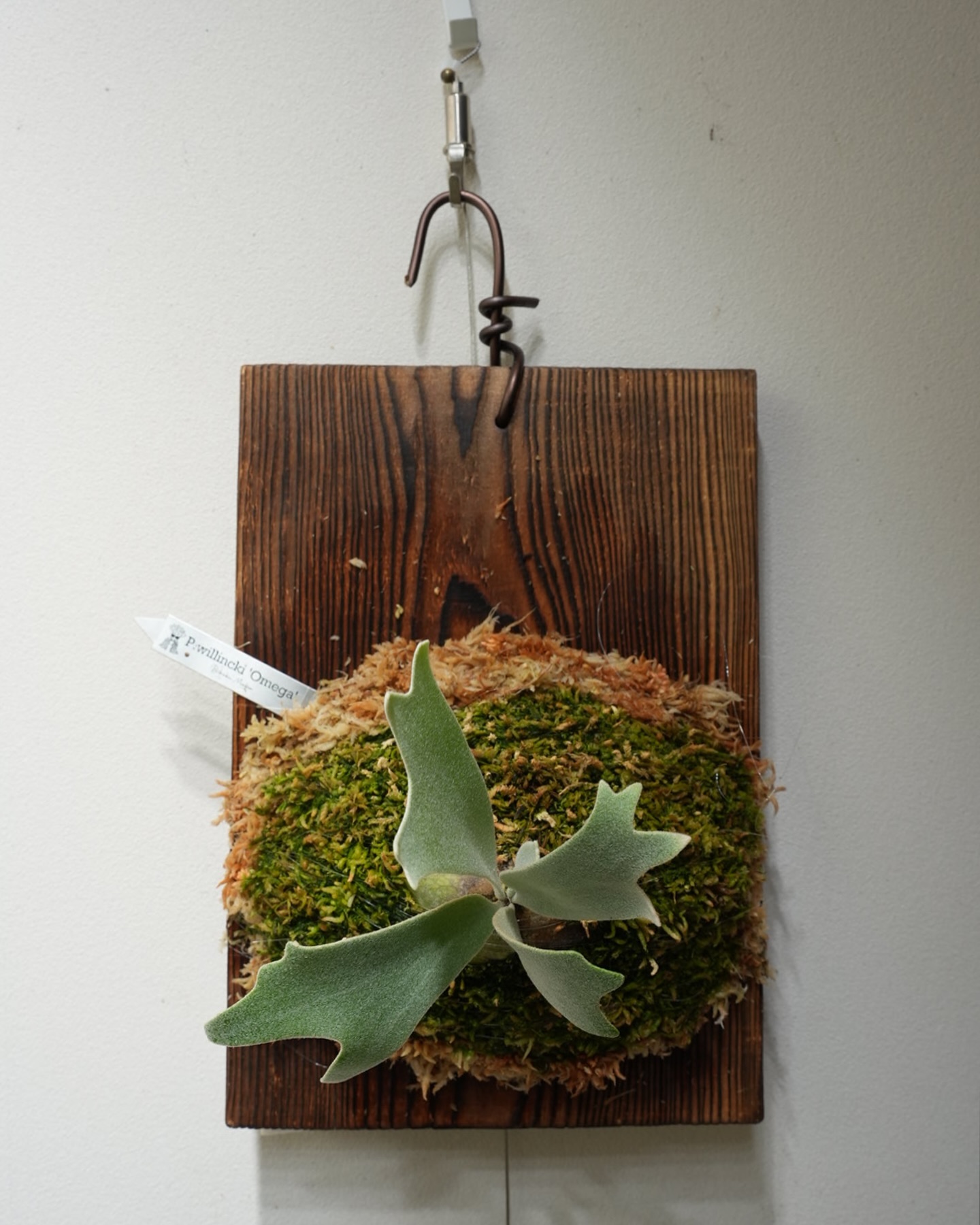 P.willinckii omega from @bikakumafia 根が板に到達したので、苔増