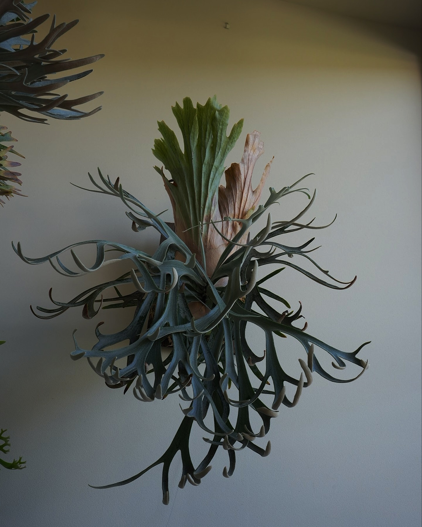 P.willinckii moonlight 撮る角度によって与える印象はだいぶ変わります。 どっち