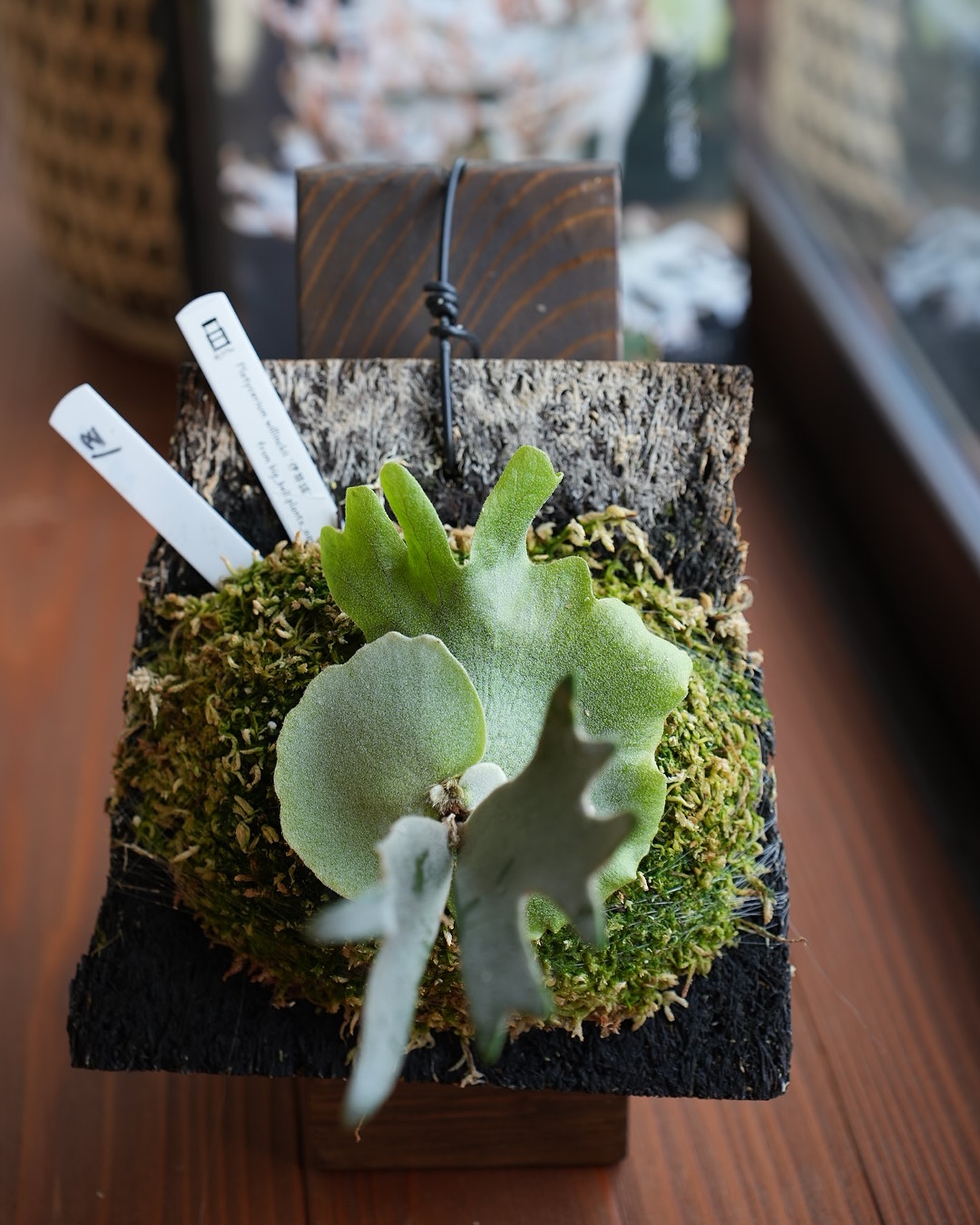 P.willinckii 伊弉諾 from @big_bell.plants_aqua 貯水葉の成長