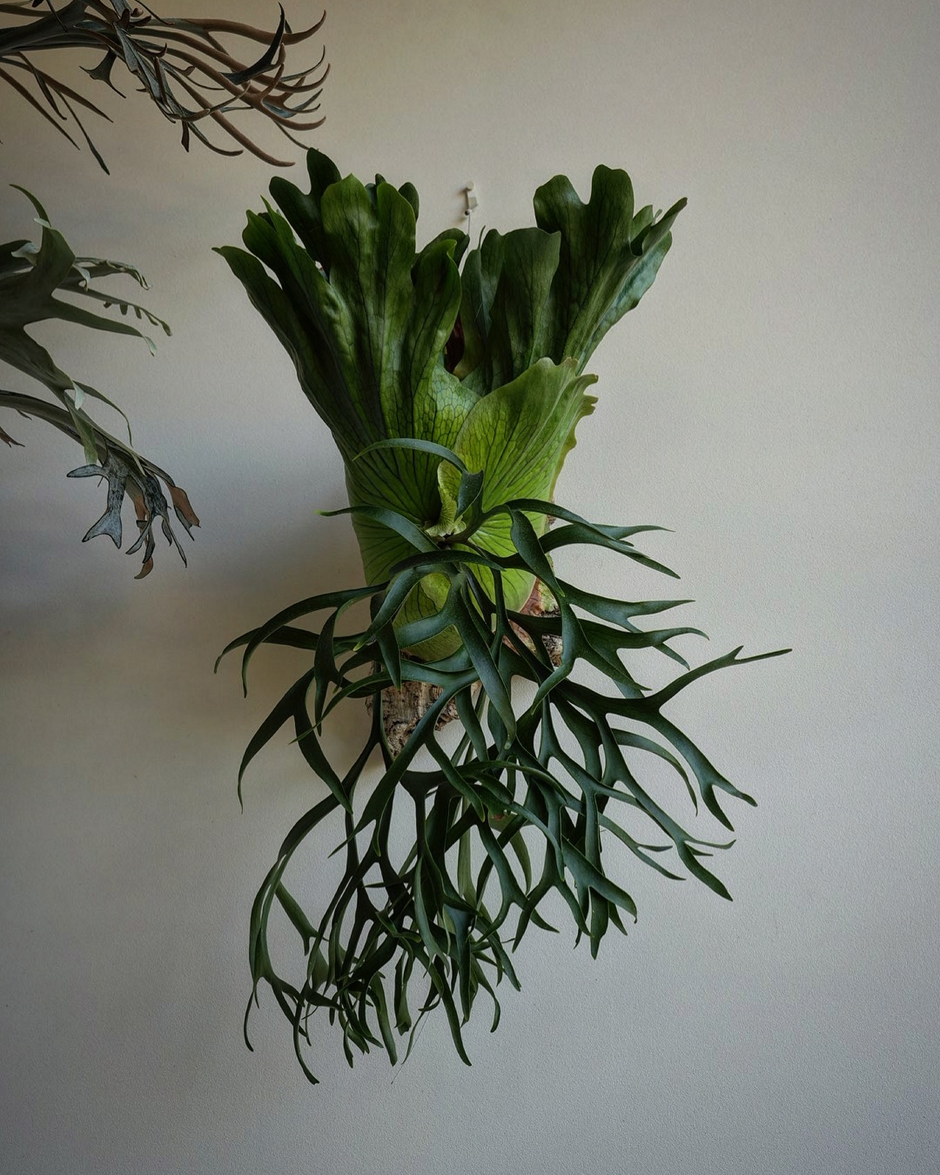 P.coronarium waiwai from @vandaka_plants やっと胞子葉ターン