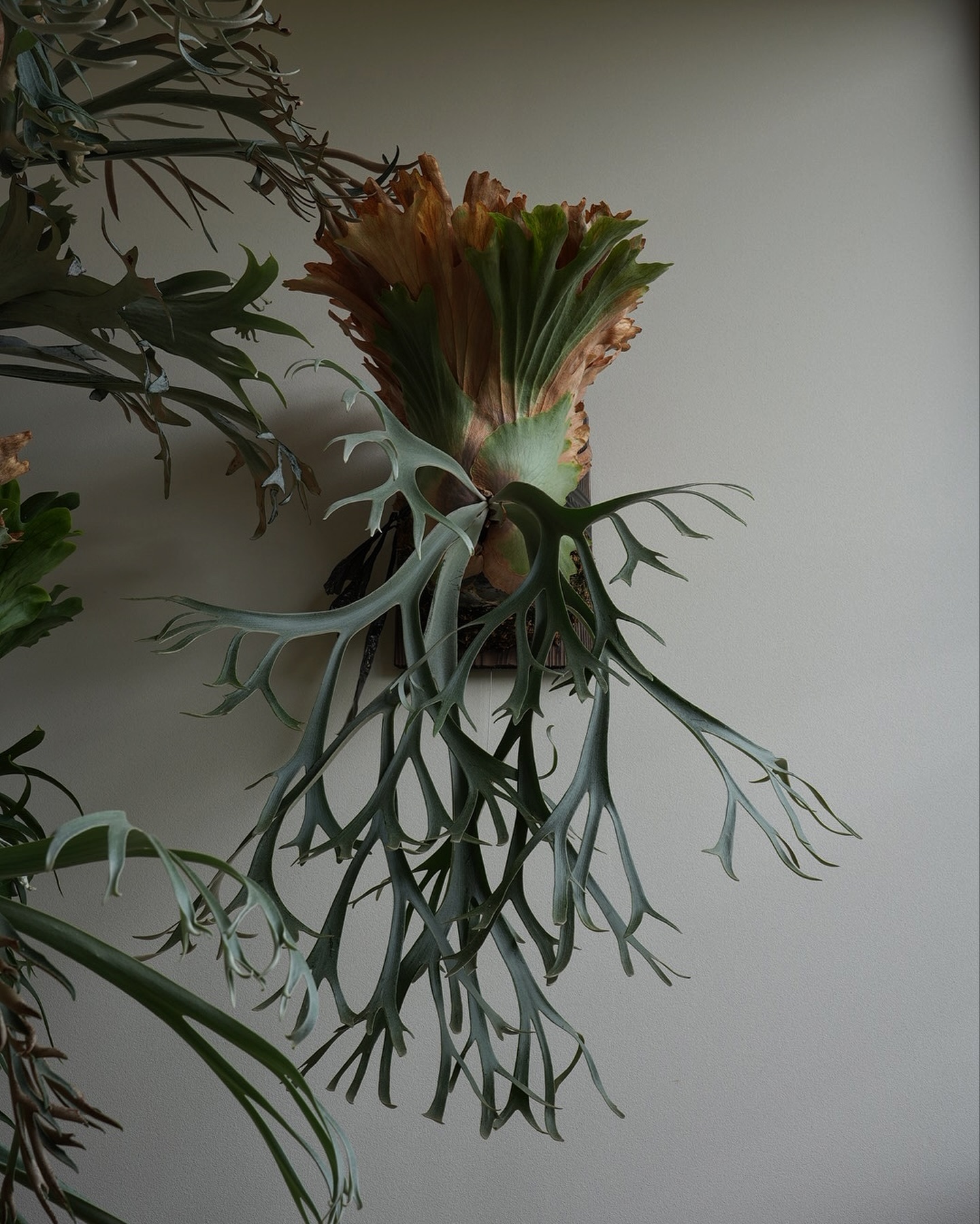 P.willinckii smurf from @katsu_hibino いつも何処かしらに激落ち