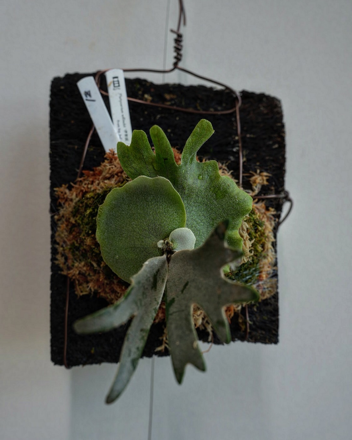 P.willinckii 伊弉諾 from @big_bell.plants_aqua 根が板に到達