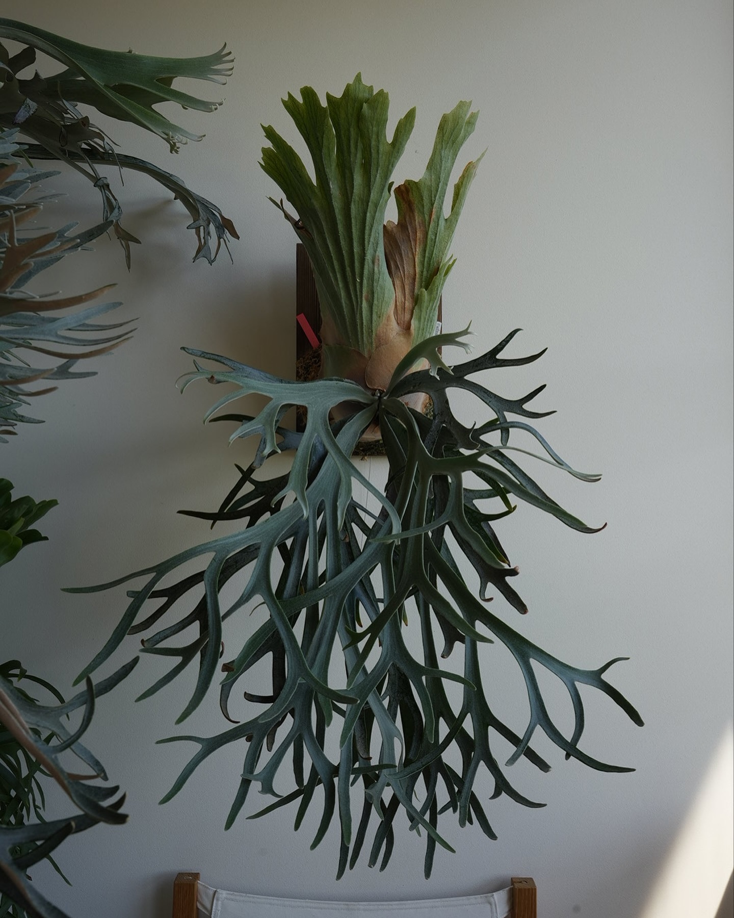 P.willinckii moonlight 先端がクルクルし始めてきました。