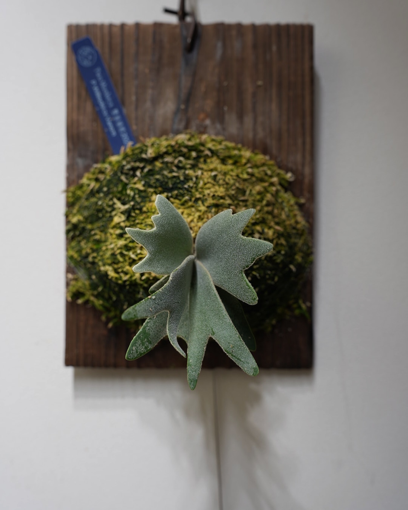 P.willinckii vanorn リボンみたいで可愛いでちゅわ。