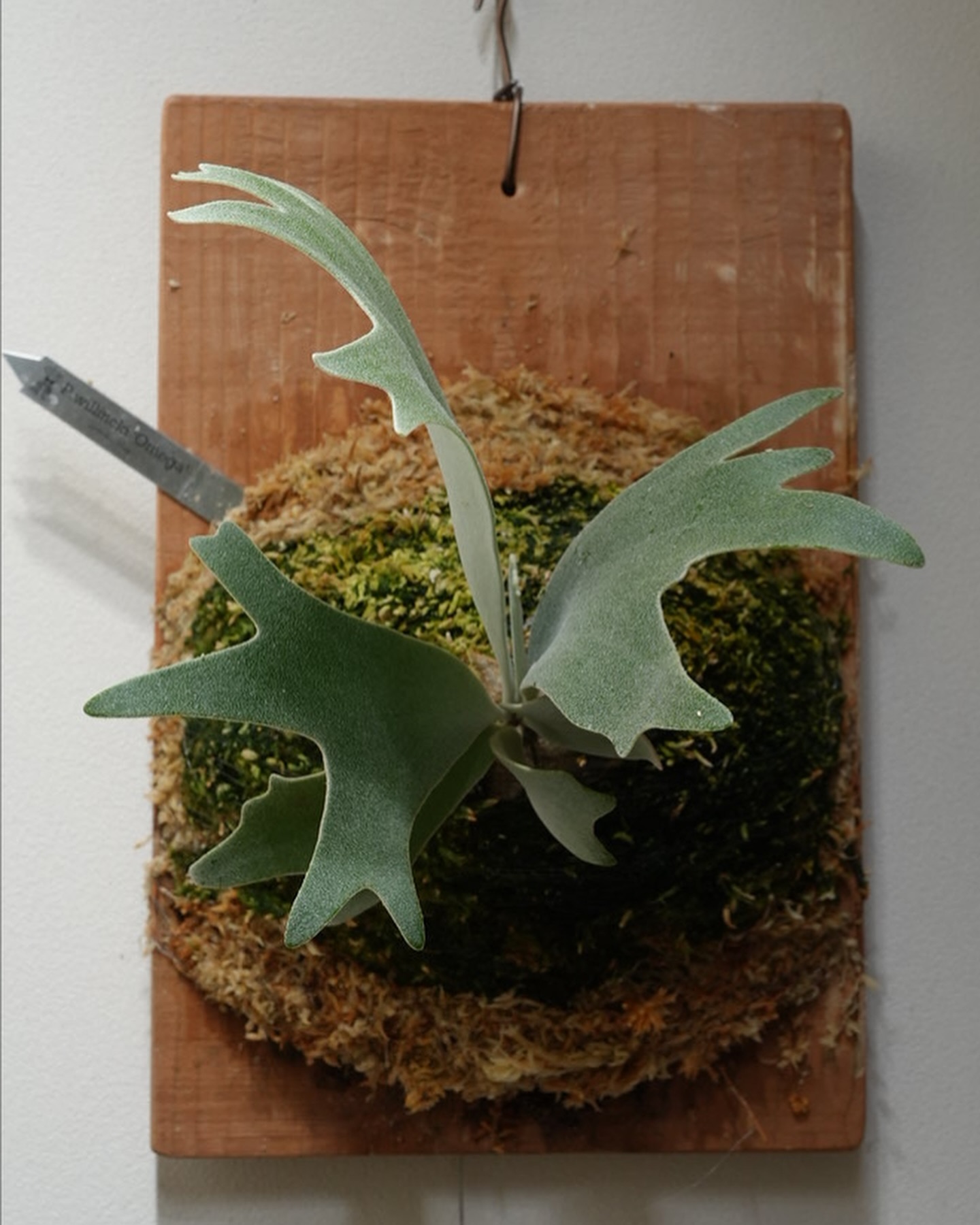 P.willinckii omega from @bikakumafia 1枚目20240813 2