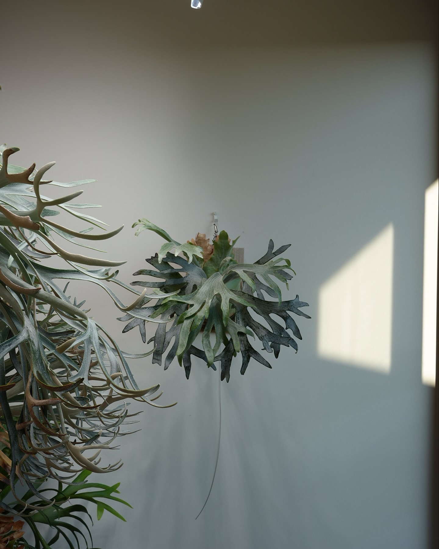 P.sp HK sporeling 【Majus mix 】 癖強コンパクトでとても良いビカク。