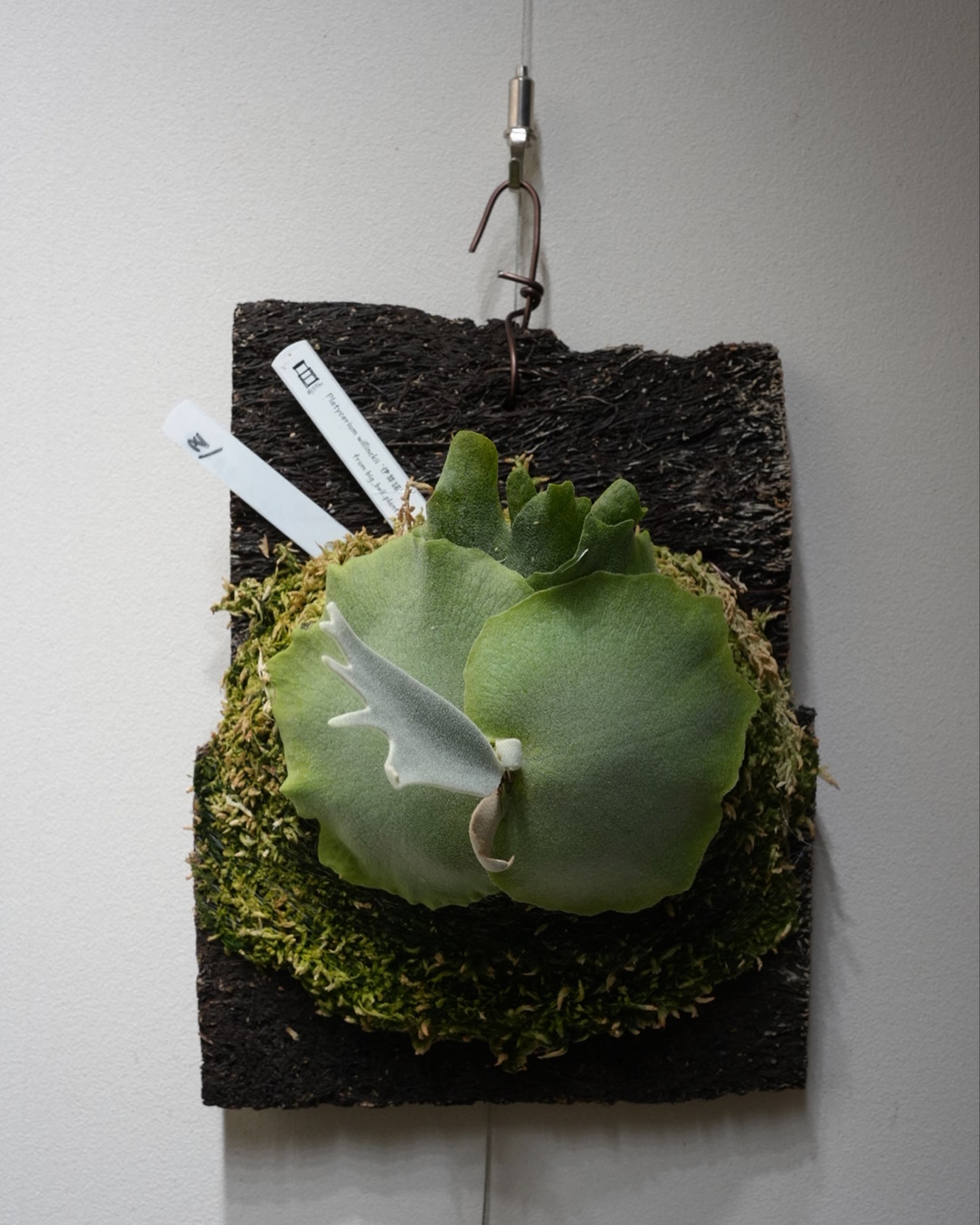 P.willinckii 伊弉諾 from @big_bell.plants_aqua 胞子葉が伸び